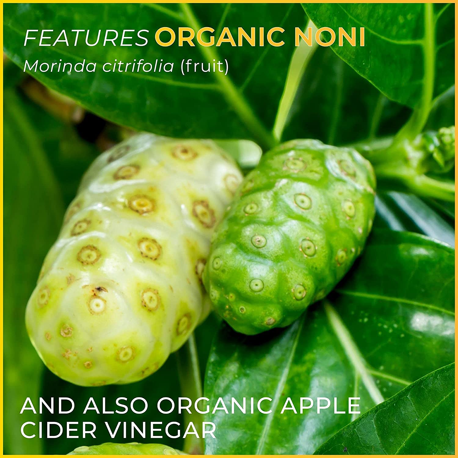 Quantum Digest - Digestion Enzymes for Digestion Support - Aid in The Breakdown of Carbohydrates, Pr