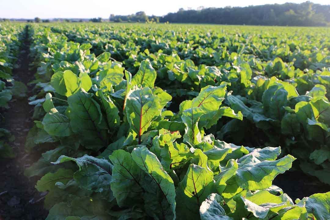 Standard Process Prost-X - Whole Food Prostate, Bone Health Supplement and Bone Support with Spanish