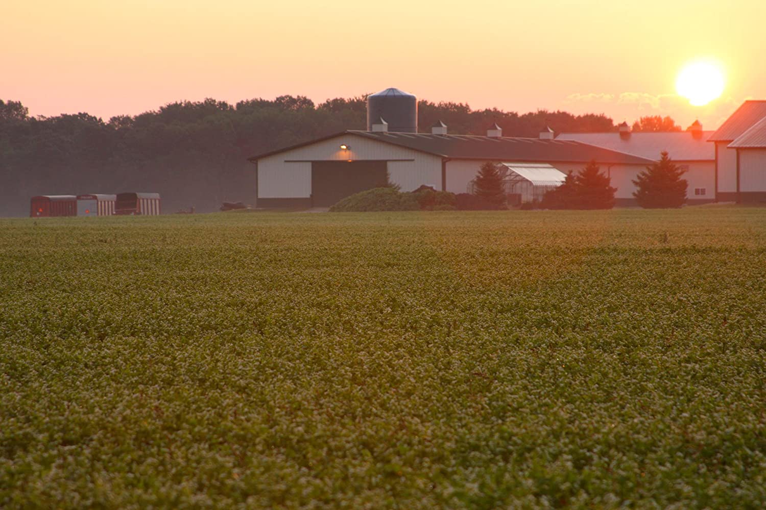 Standard Process Prost-X - Whole Food Prostate, Bone Health Supplement and Bone Support with Spanish