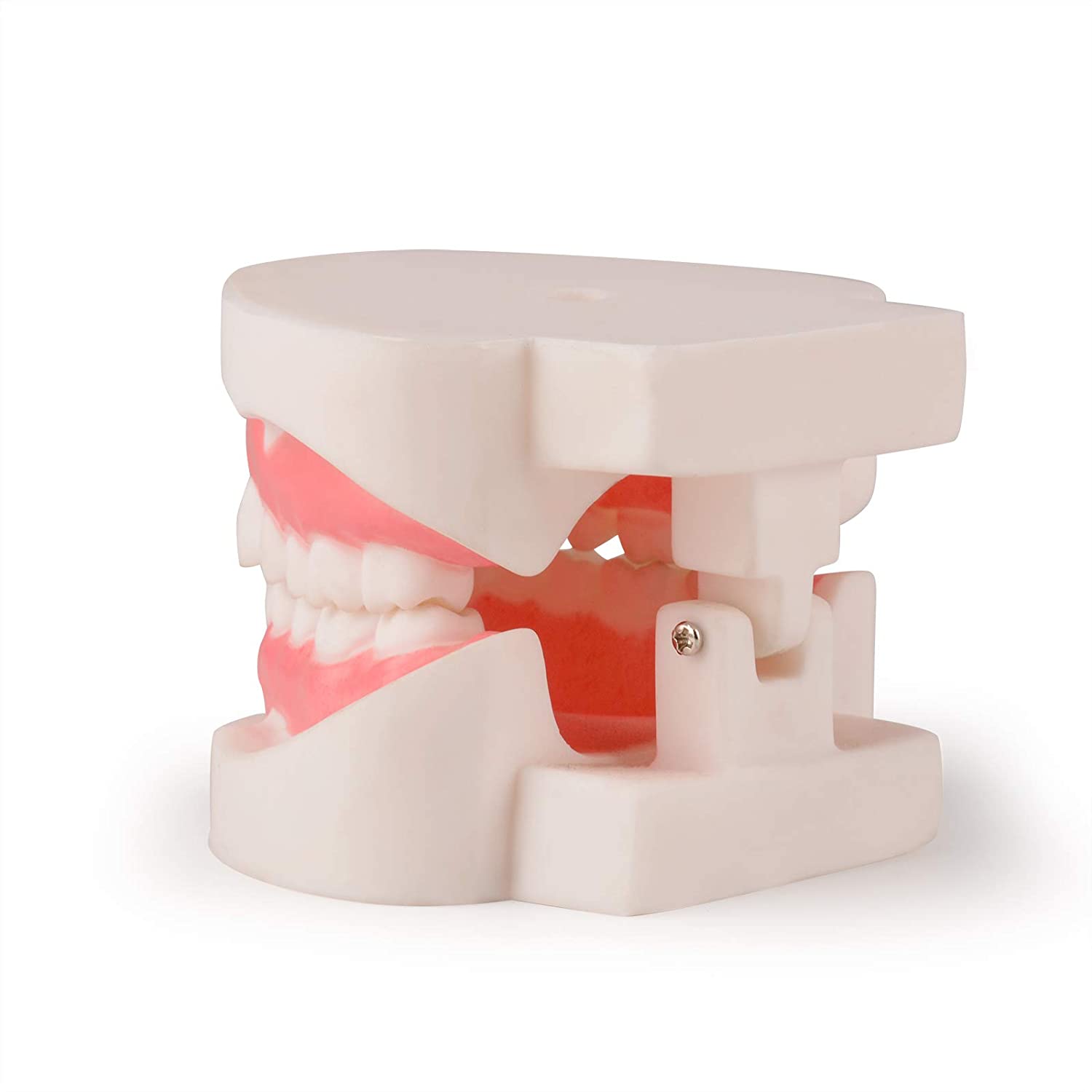 Ultrassist Dental Teeth Model, 1:1 Life Size Dental Tooth Replica Model, Dental Hygiene Gifts for Te