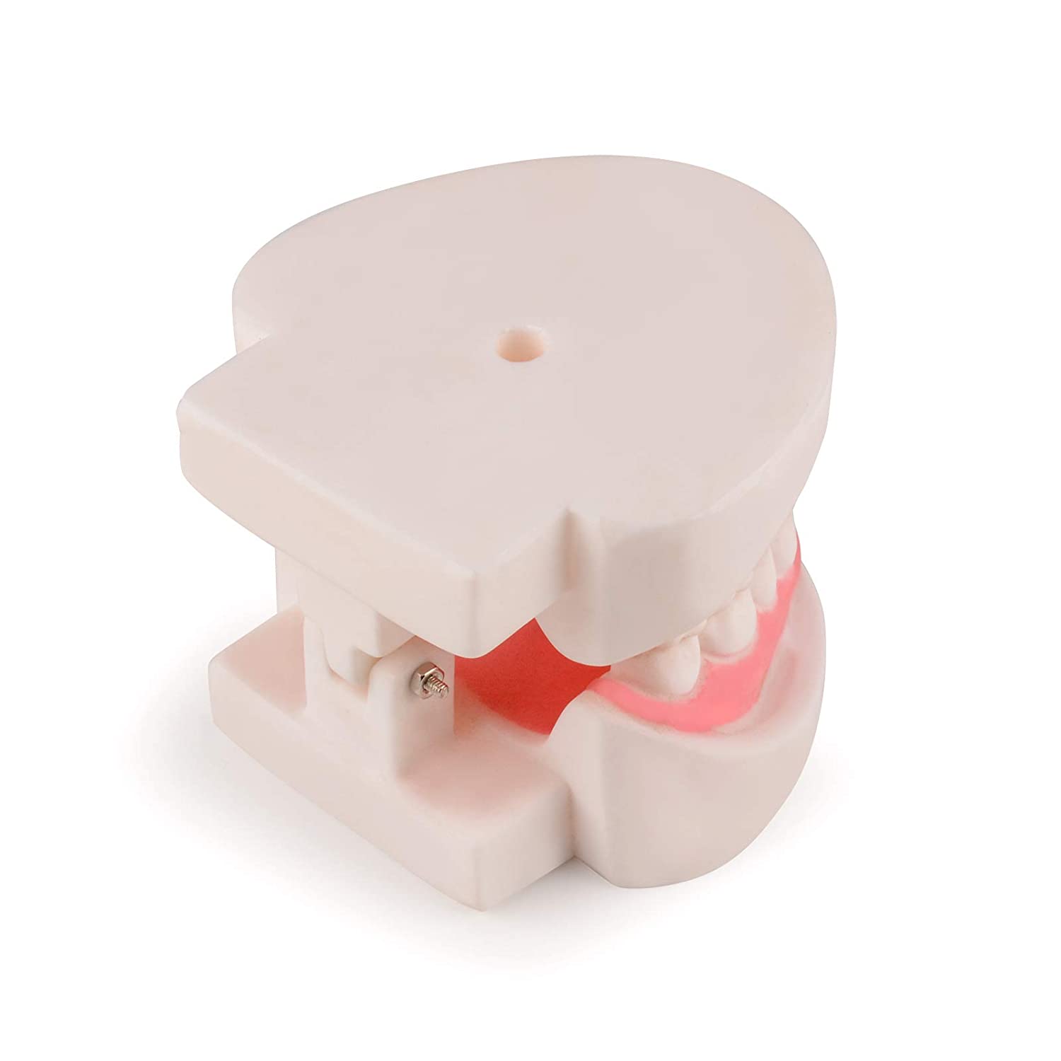 Ultrassist Dental Teeth Model, 1:1 Life Size Dental Tooth Replica Model, Dental Hygiene Gifts for Te