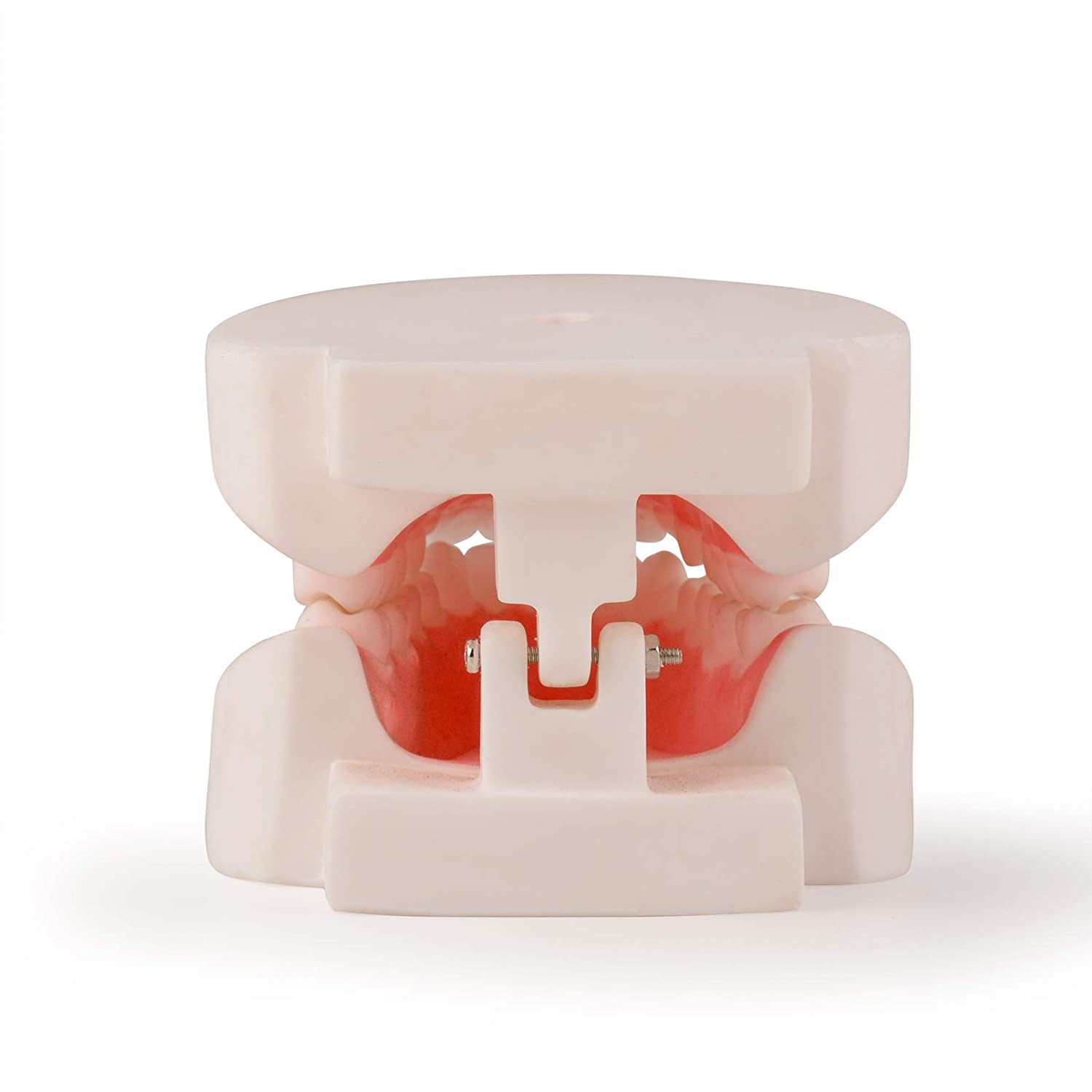 Ultrassist Dental Teeth Model, 1:1 Life Size Dental Tooth Replica Model, Dental Hygiene Gifts for Te