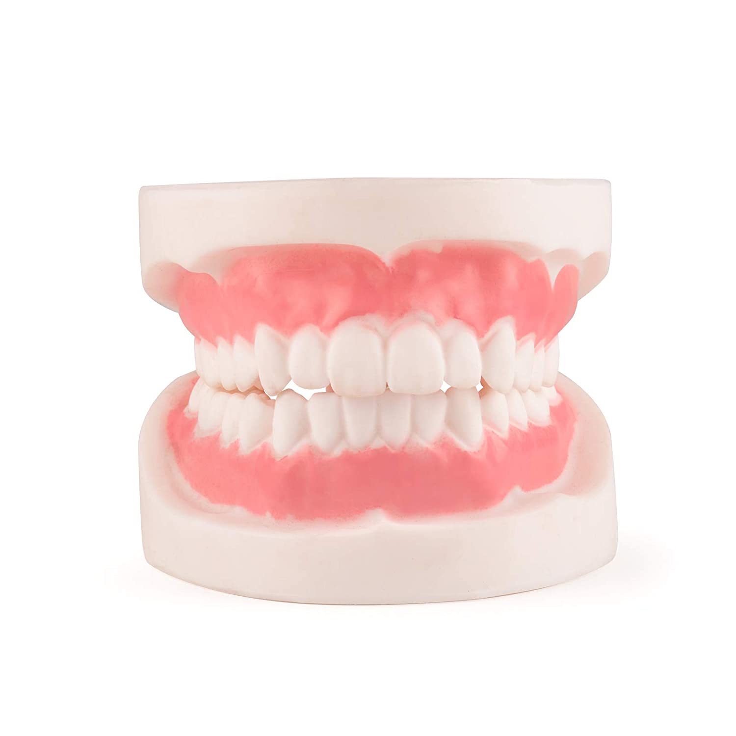 Ultrassist Dental Teeth Model, 1:1 Life Size Dental Tooth Replica Model, Dental Hygiene Gifts for Te
