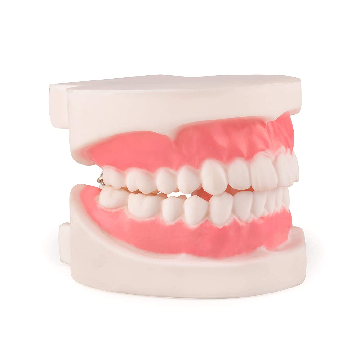 Ultrassist Dental Teeth Model, 1:1 Life Size Dental Tooth Replica Model, Dental Hygiene Gifts for Te