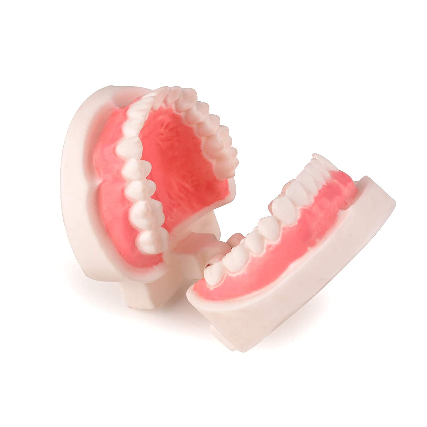 Ultrassist Dental Teeth Model, 1:1 Life Size Dental Tooth Replica Model, Dental Hygiene Gifts for Te