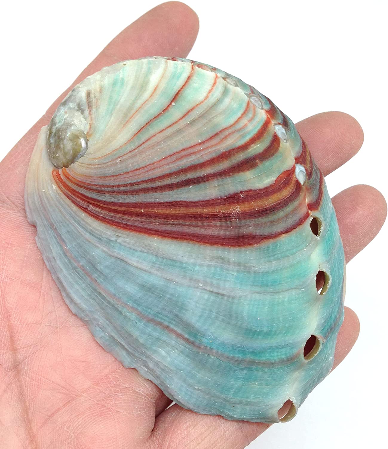 PEPPERLONELY 2 PC Green Baby Abalone Sea Shells, 3.25 Inch Up