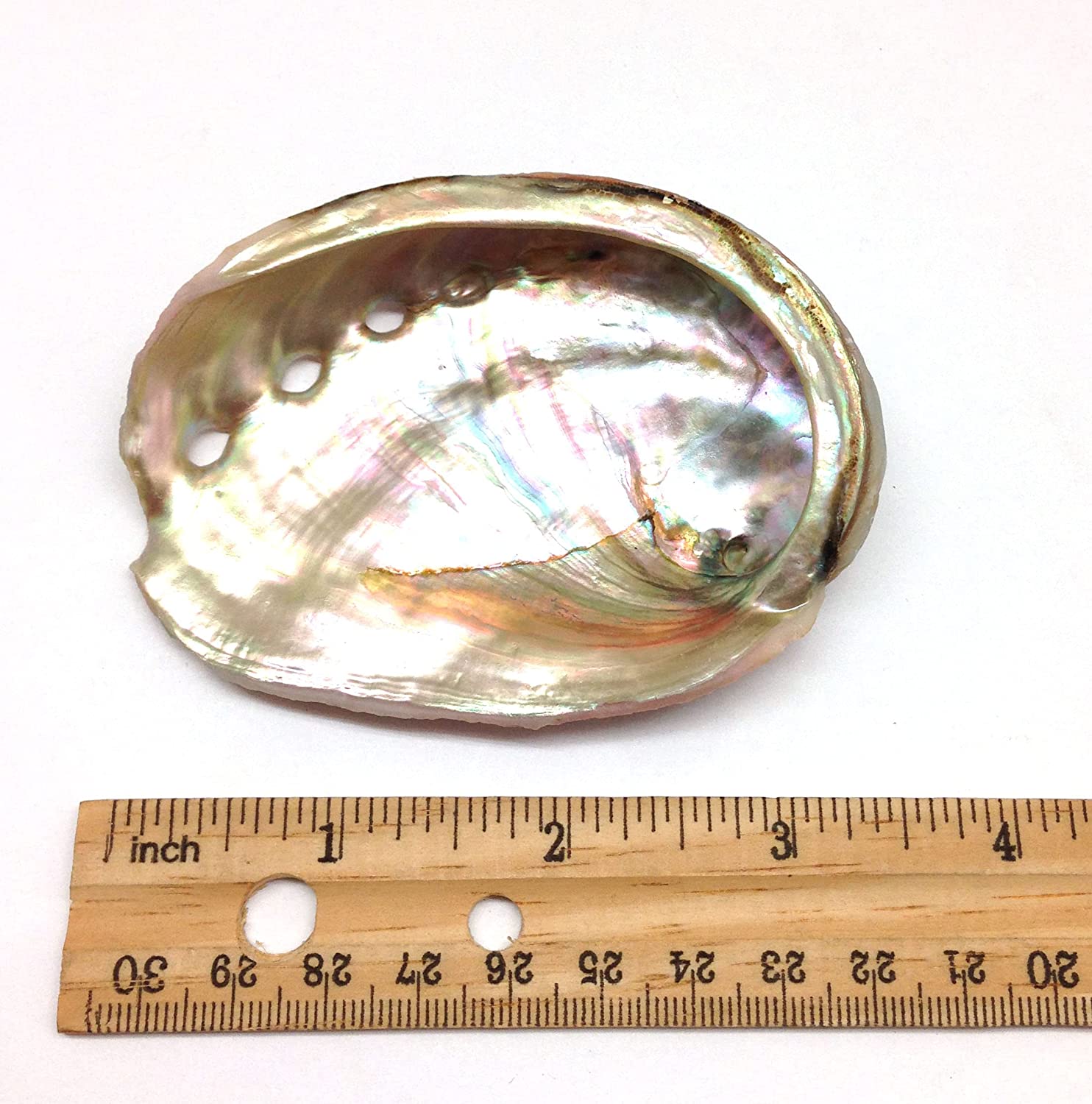 PEPPERLONELY 2 PC Green Baby Abalone Sea Shells, 3.25 Inch Up