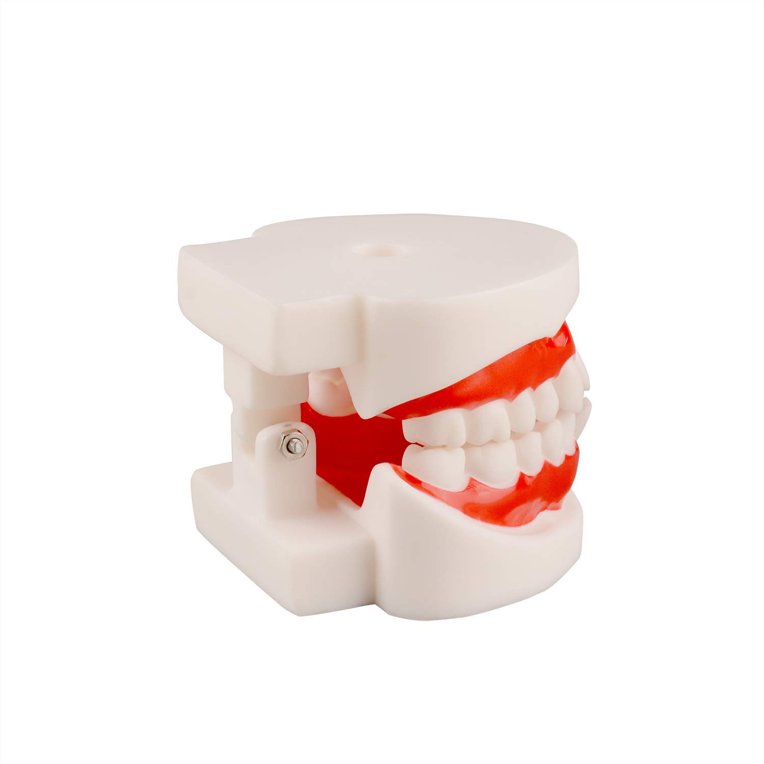Ultrassist Dental Tooth Model, Ideal Dental Teeth Model with 1 Removable Tooth for Dental Implant Ed