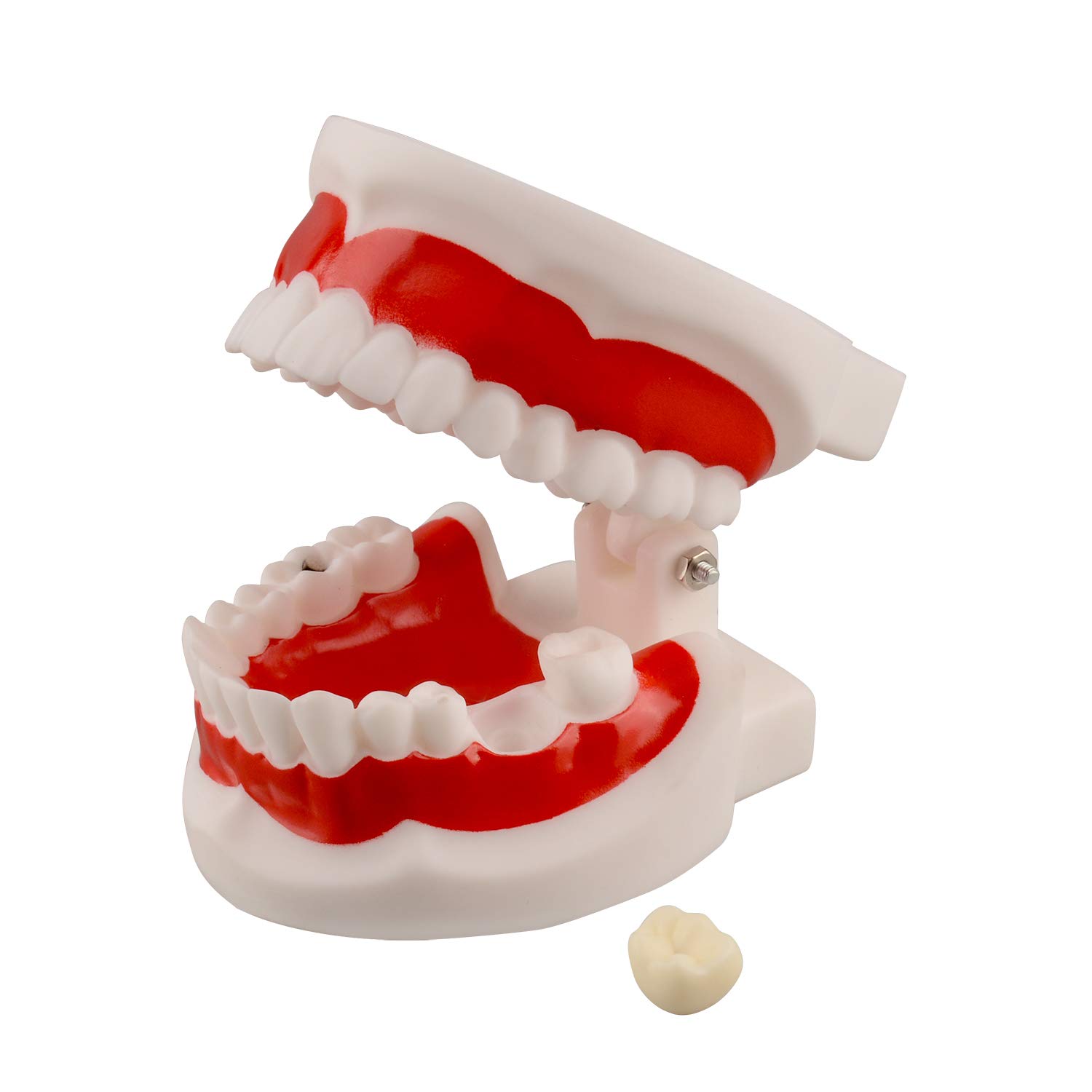 Ultrassist Dental Tooth Model, Ideal Dental Teeth Model with 1 Removable Tooth for Dental Implant Ed