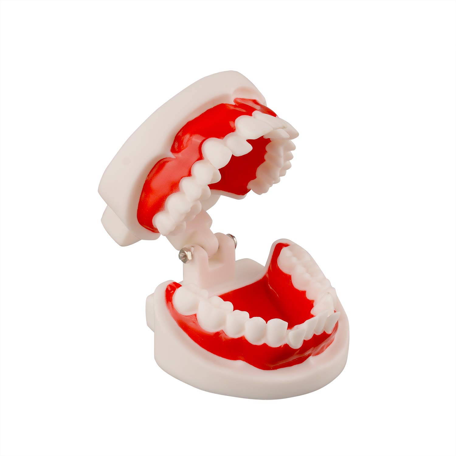 Ultrassist Dental Tooth Model, Ideal Dental Teeth Model with 1 Removable Tooth for Dental Implant Ed