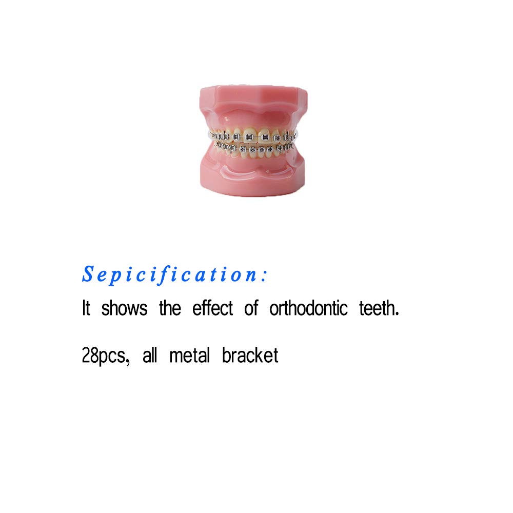 A realistic simulation model of a plastic dental model used for dental education and practice (All m