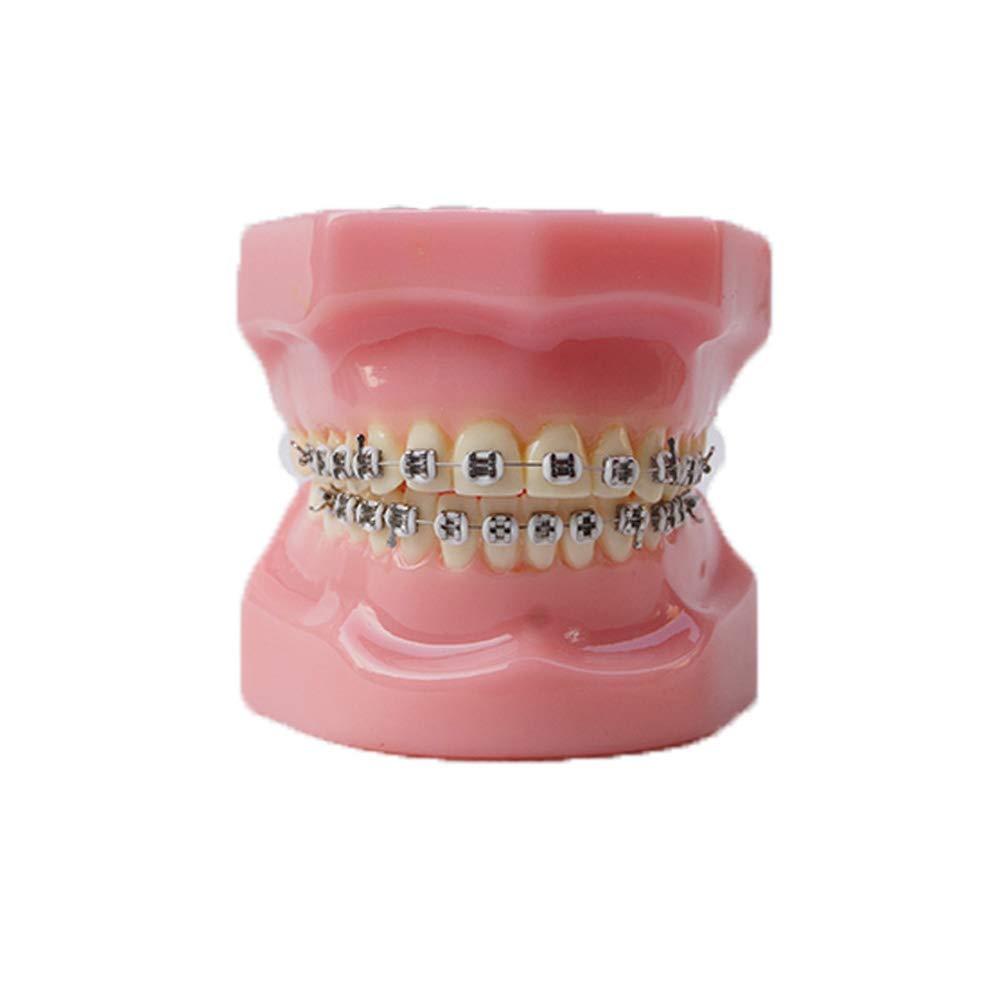 A realistic simulation model of a plastic dental model used for dental education and practice (All m