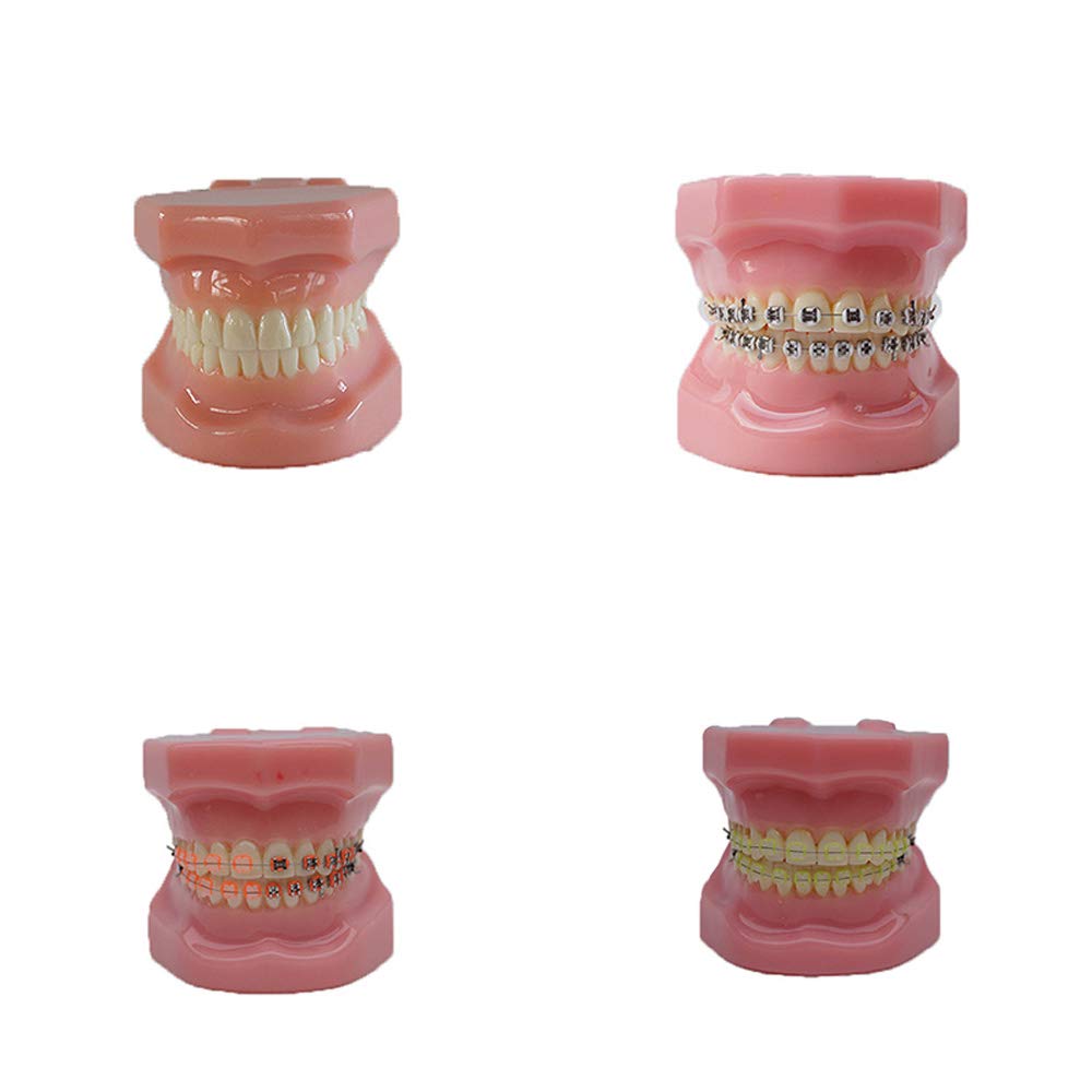 A realistic simulation model of a plastic dental model used for dental education and practice (All m