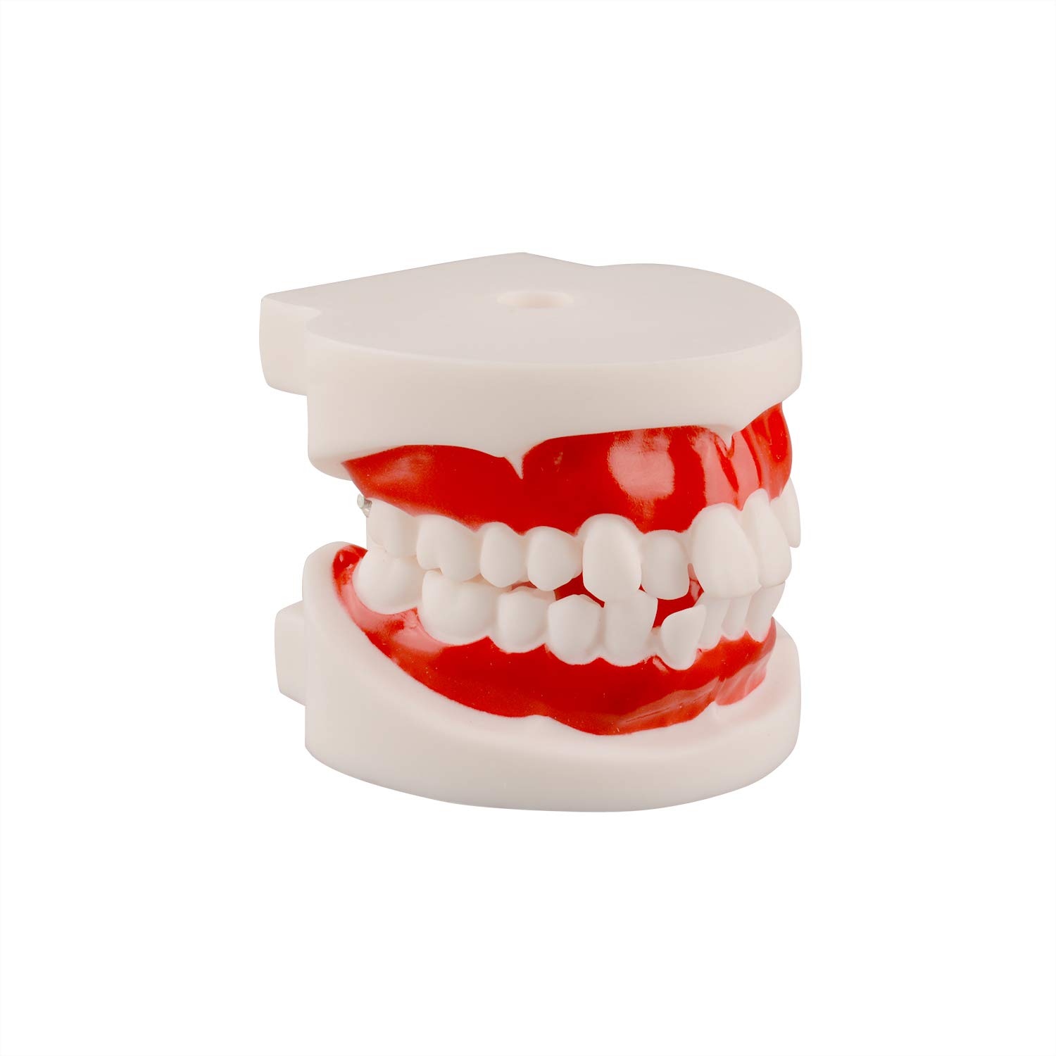 Ultrassist Dental Tooth Model, Ideal Educational Typodont Demonstration Teeth Model for Kids and Chi