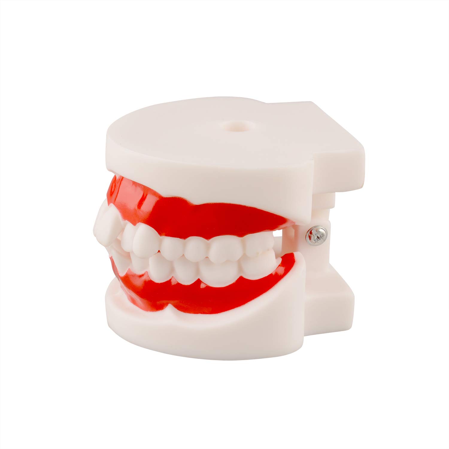 Ultrassist Dental Tooth Model, Ideal Educational Typodont Demonstration Teeth Model for Kids and Chi