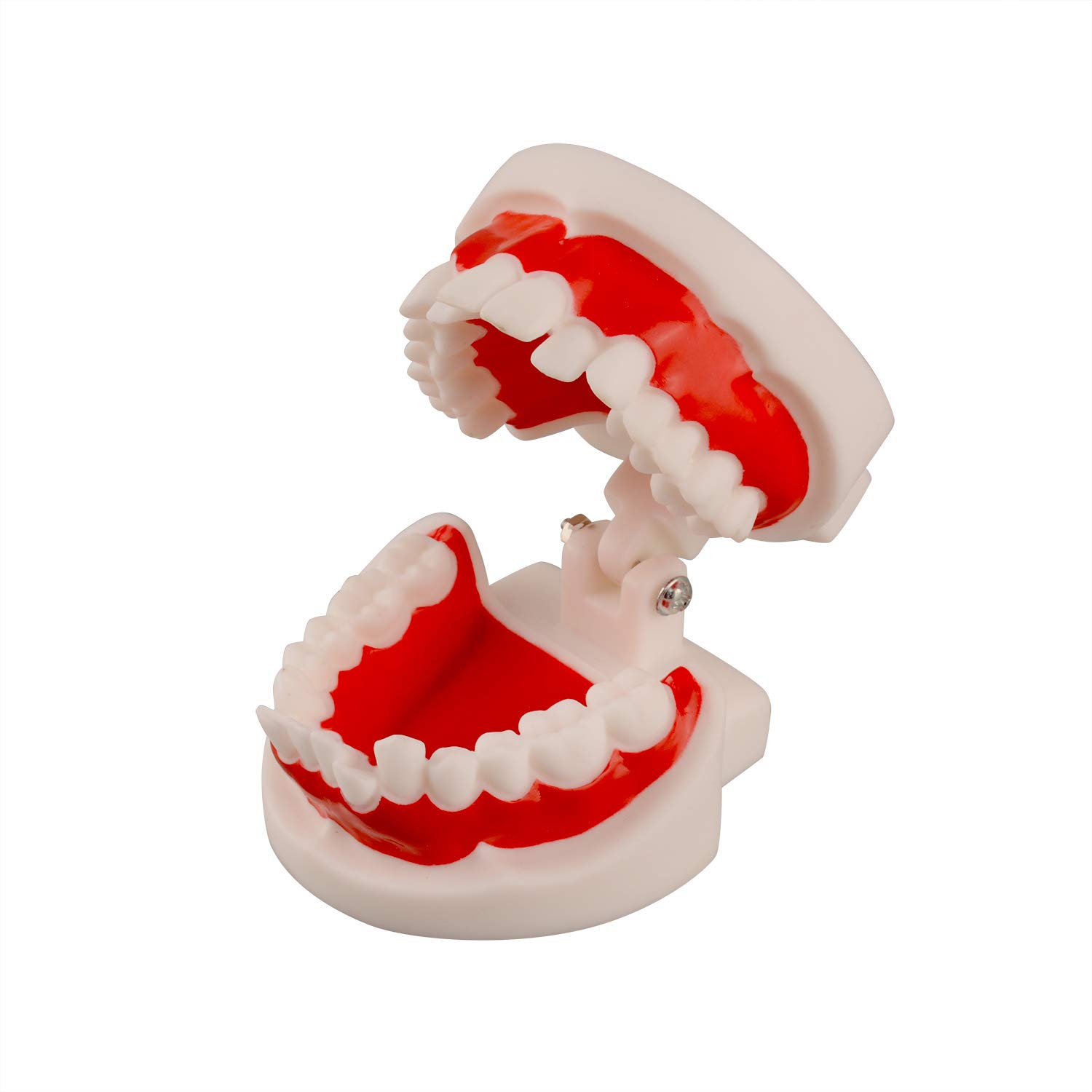 Ultrassist Dental Tooth Model, Ideal Educational Typodont Demonstration Teeth Model for Kids and Chi