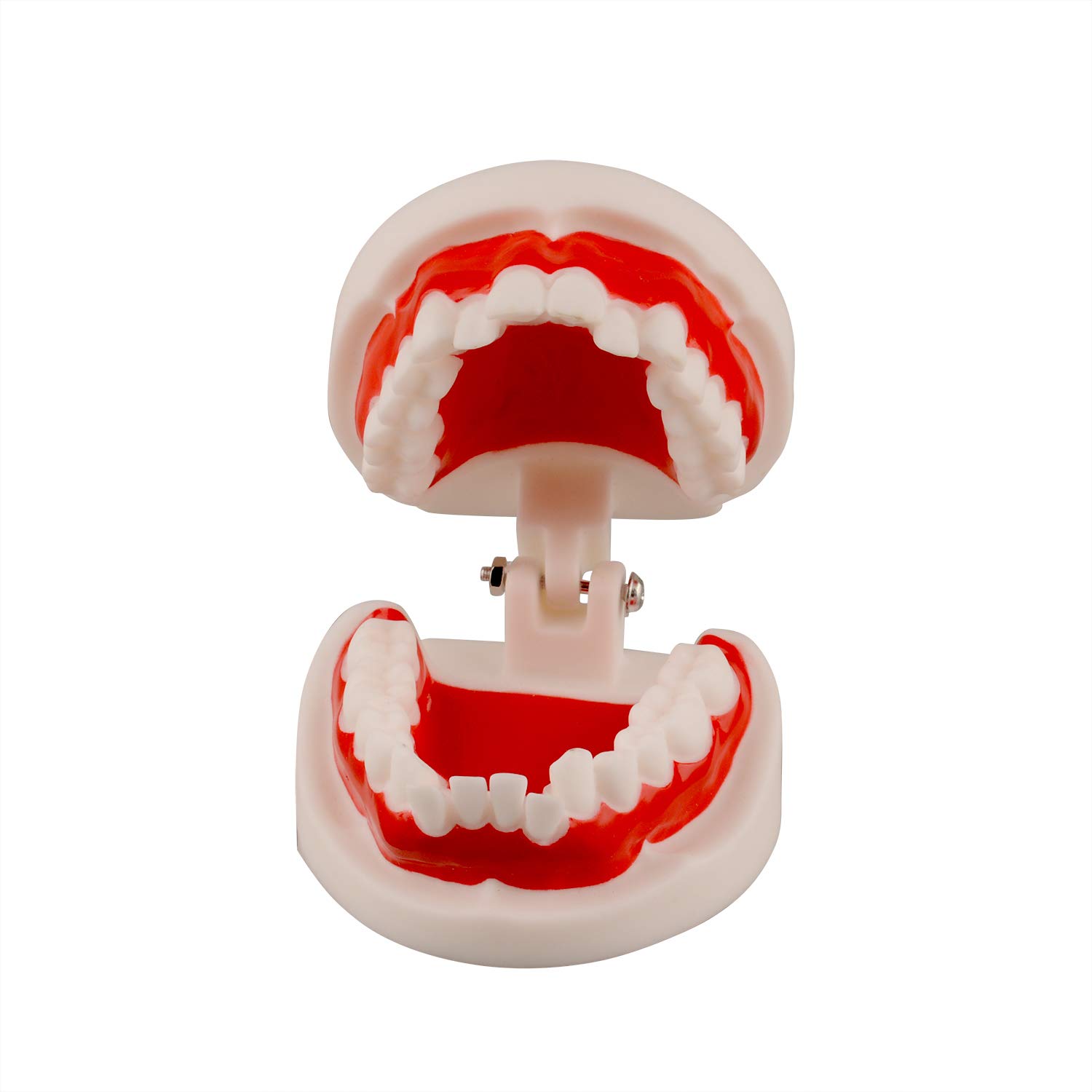 Ultrassist Dental Tooth Model, Ideal Educational Typodont Demonstration Teeth Model for Kids and Chi