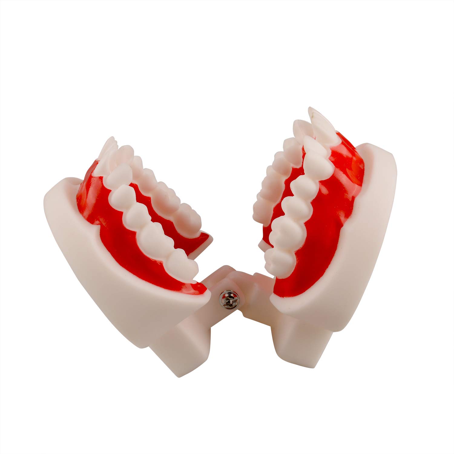 Ultrassist Dental Tooth Model, Ideal Educational Typodont Demonstration Teeth Model for Kids and Chi