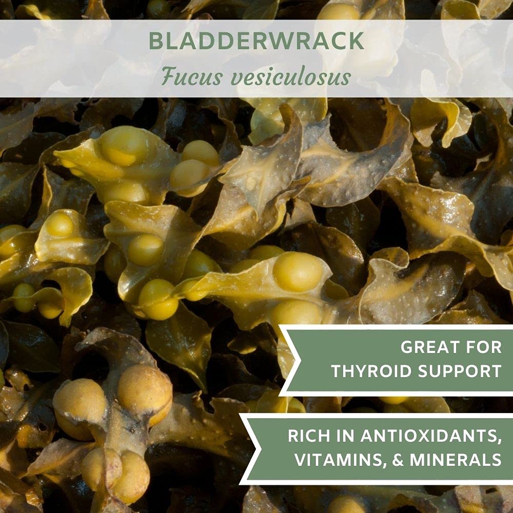 Bladderwrack Powder 1 lb. (16 oz.) Bag, Contains ORGANIC Kelp Bladderwrack, Organic Bladderwrack Org