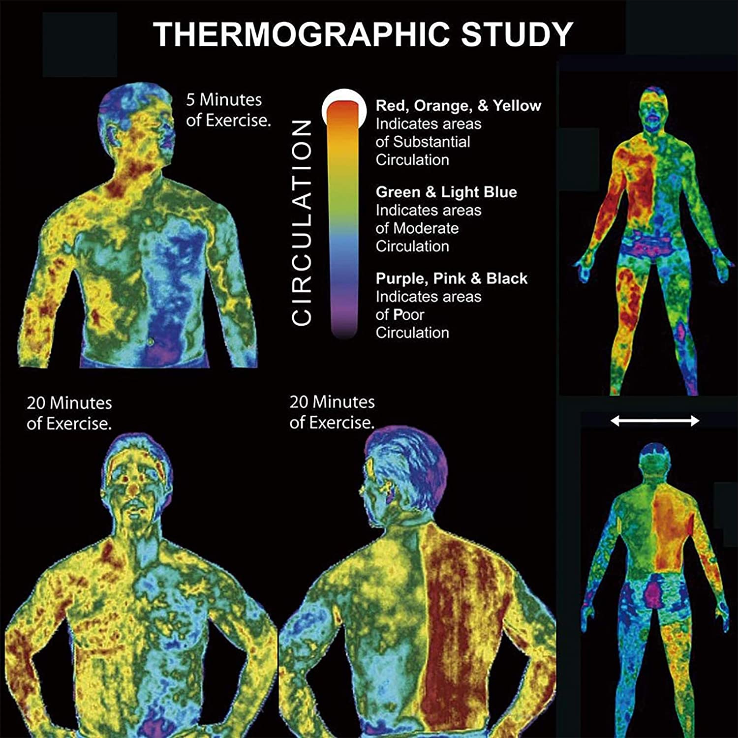 Abdomen Muscle Cream, Eliminate Oedema Body Slimming Cream for Fitness