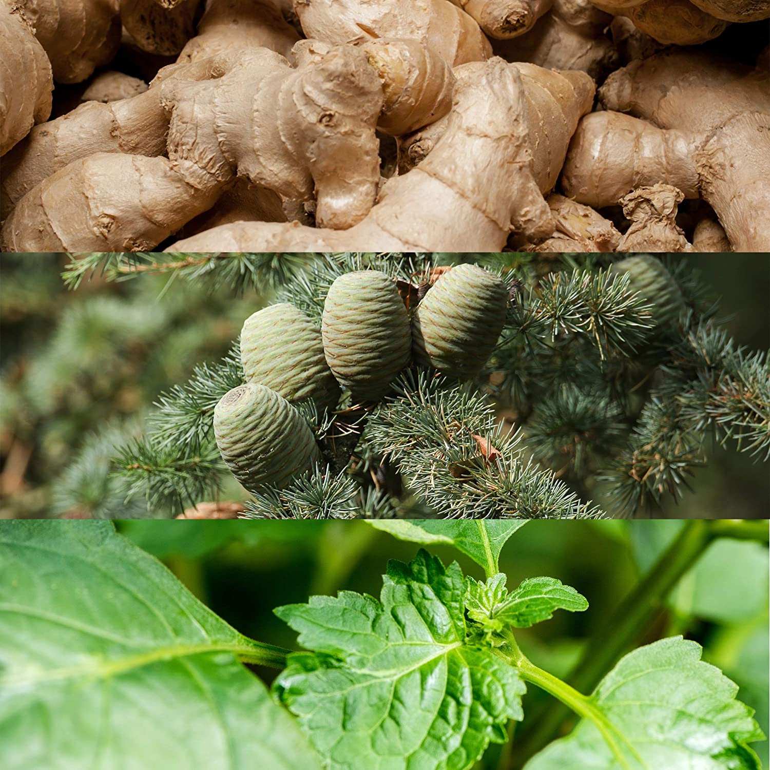 Calvin Klein euphoria for Men