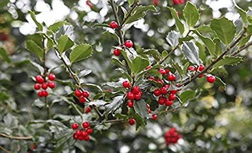 Digestive aid Pills - Hawthorn Extract - Hawthorn Extract - 1 Bottle 60 Capsules