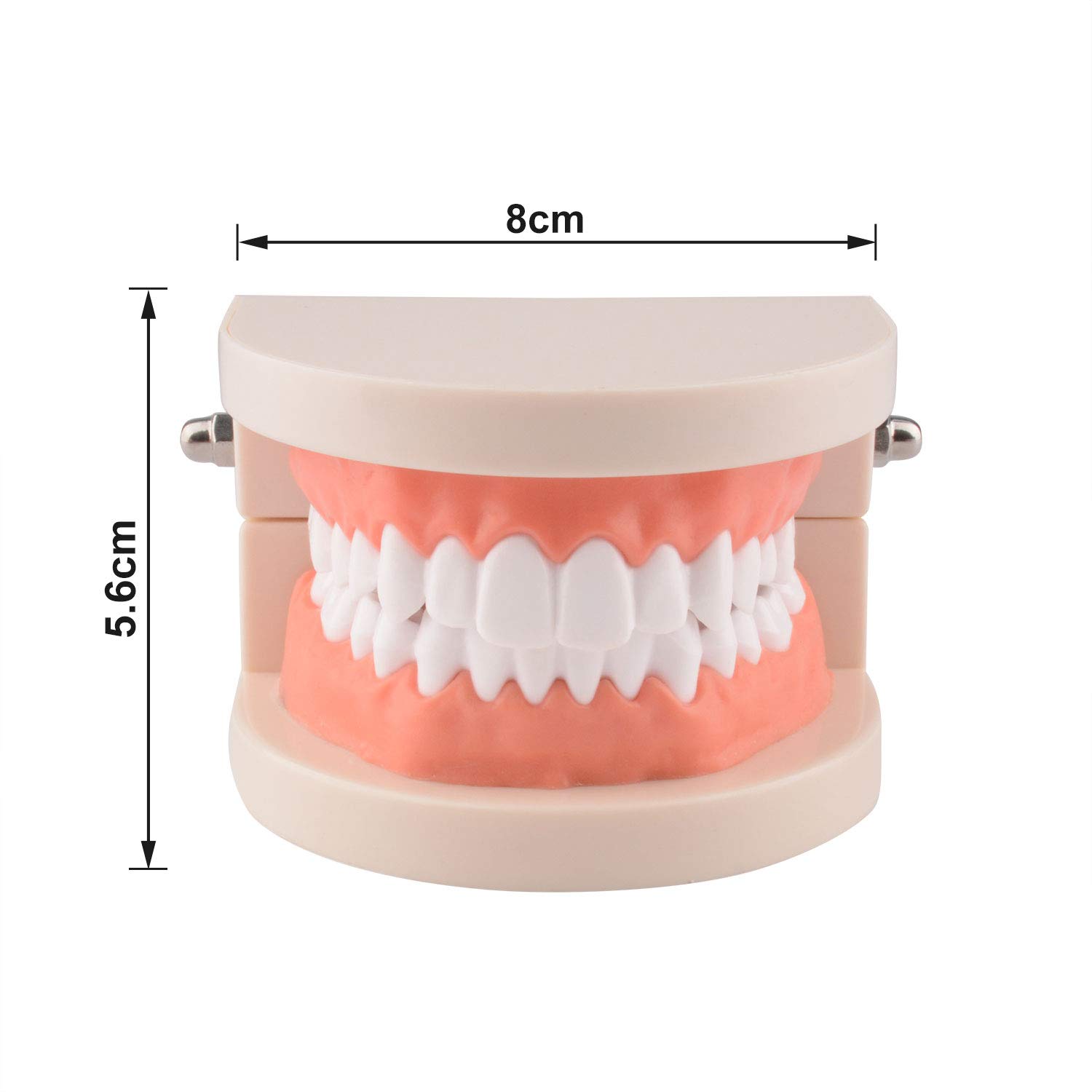 Ultrassist Dental Caries Study Model, 1:1 Life Size Fake Adult Dental Tooth Decay Model, Dental Hygi