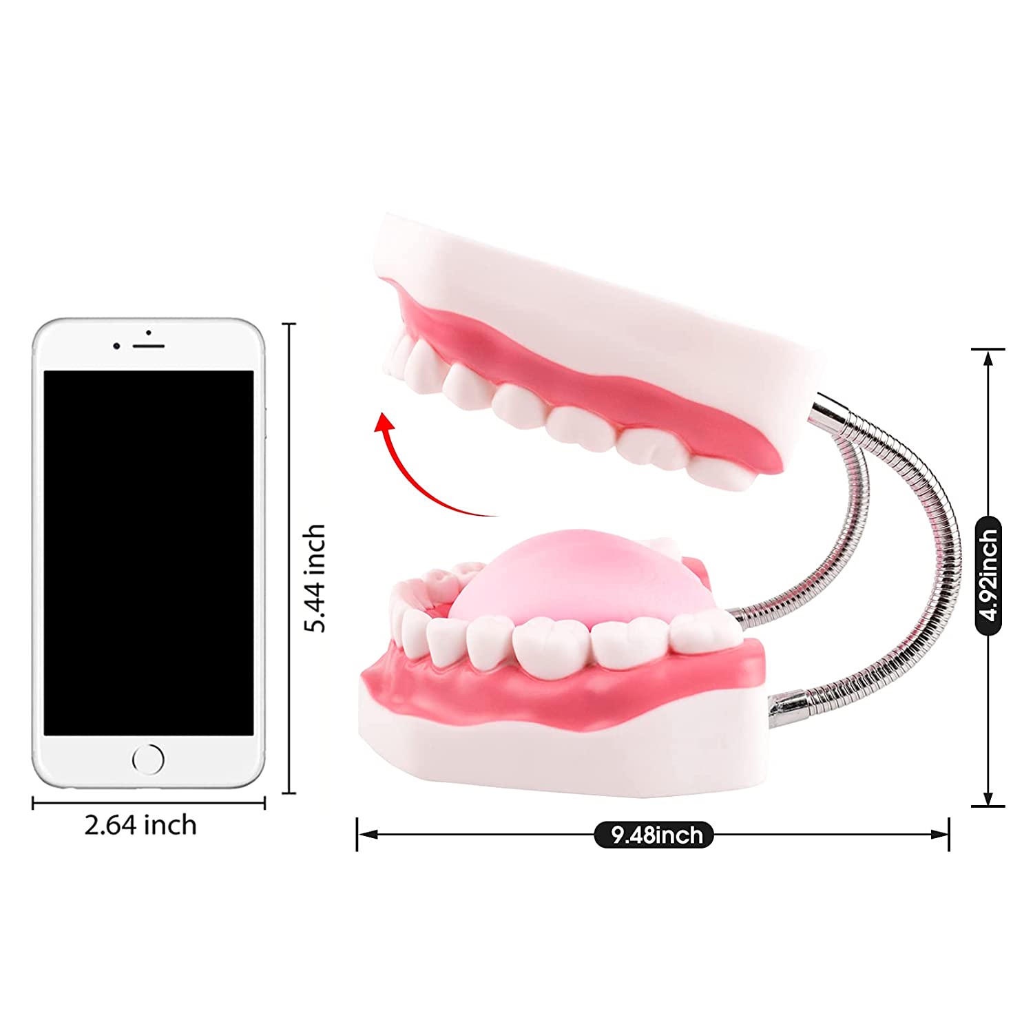 Ultrassist Magnum Dental Model, Enlarged 6 Times Standard Size, for Both Dental and Speech Language
