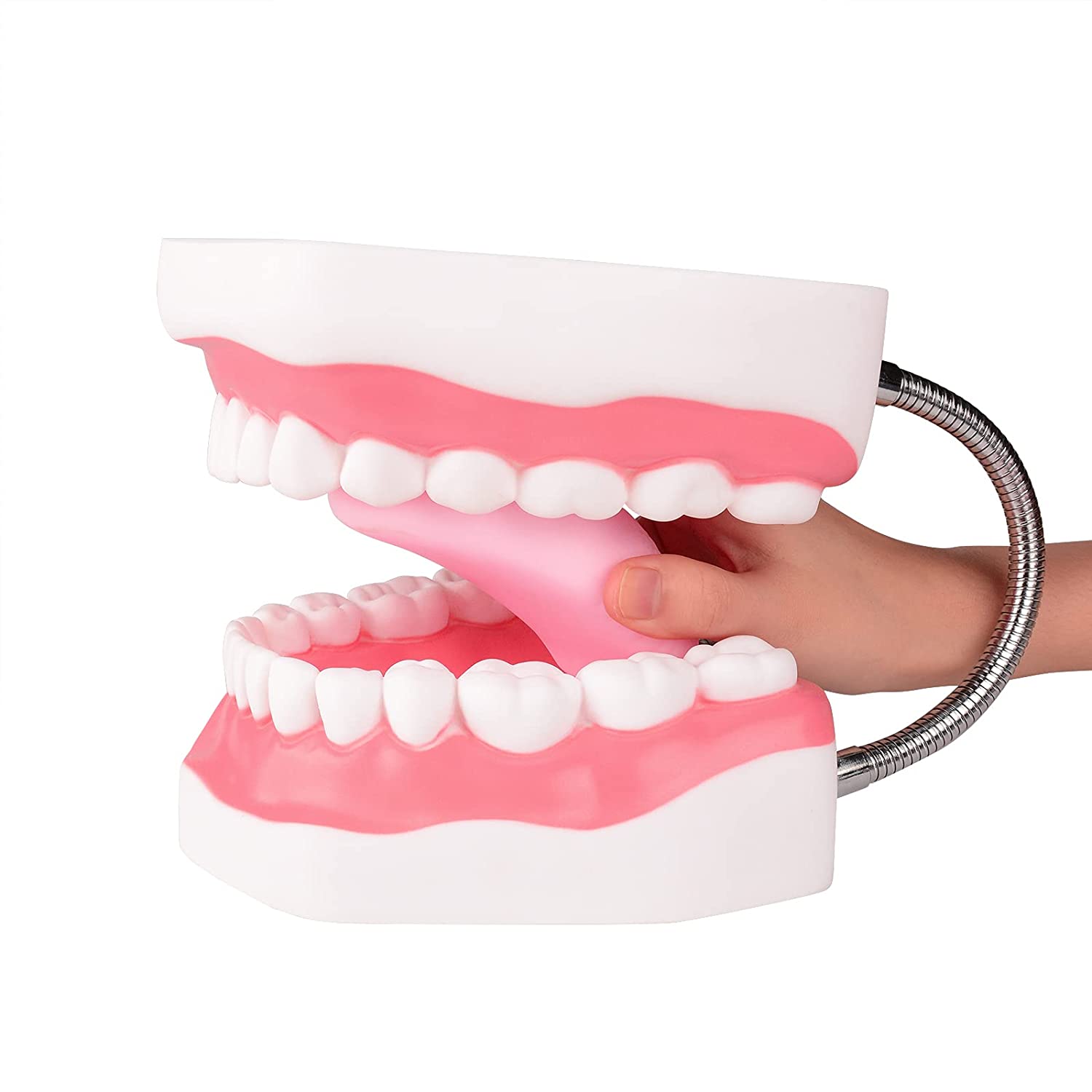 Ultrassist Magnum Dental Model, Enlarged 6 Times Standard Size, for Both Dental and Speech Language