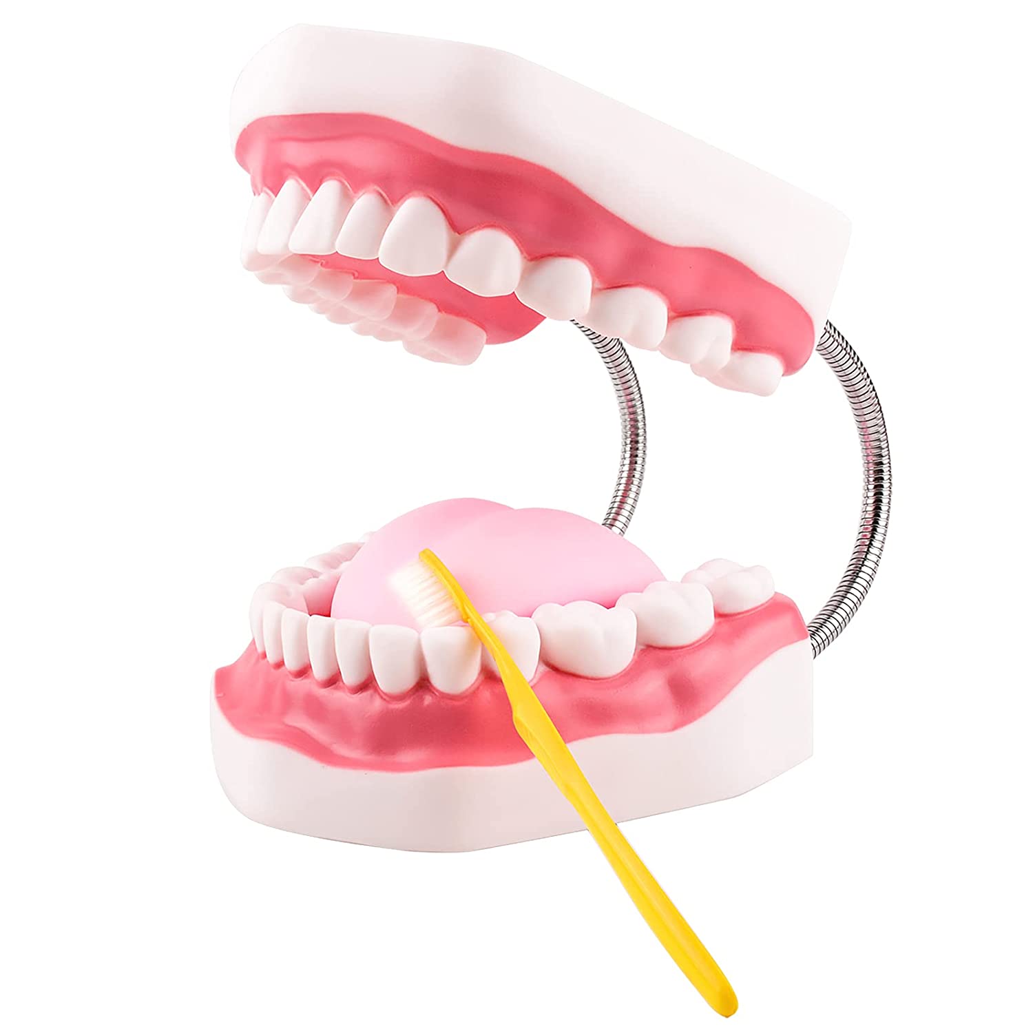 Ultrassist Magnum Dental Model, Enlarged 6 Times Standard Size, for Both Dental and Speech Language