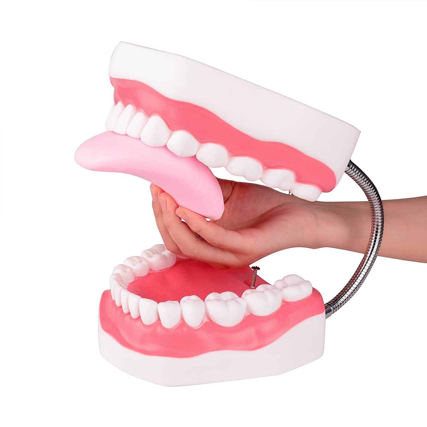 Ultrassist Magnum Dental Model, Enlarged 6 Times Standard Size, for Both Dental and Speech Language
