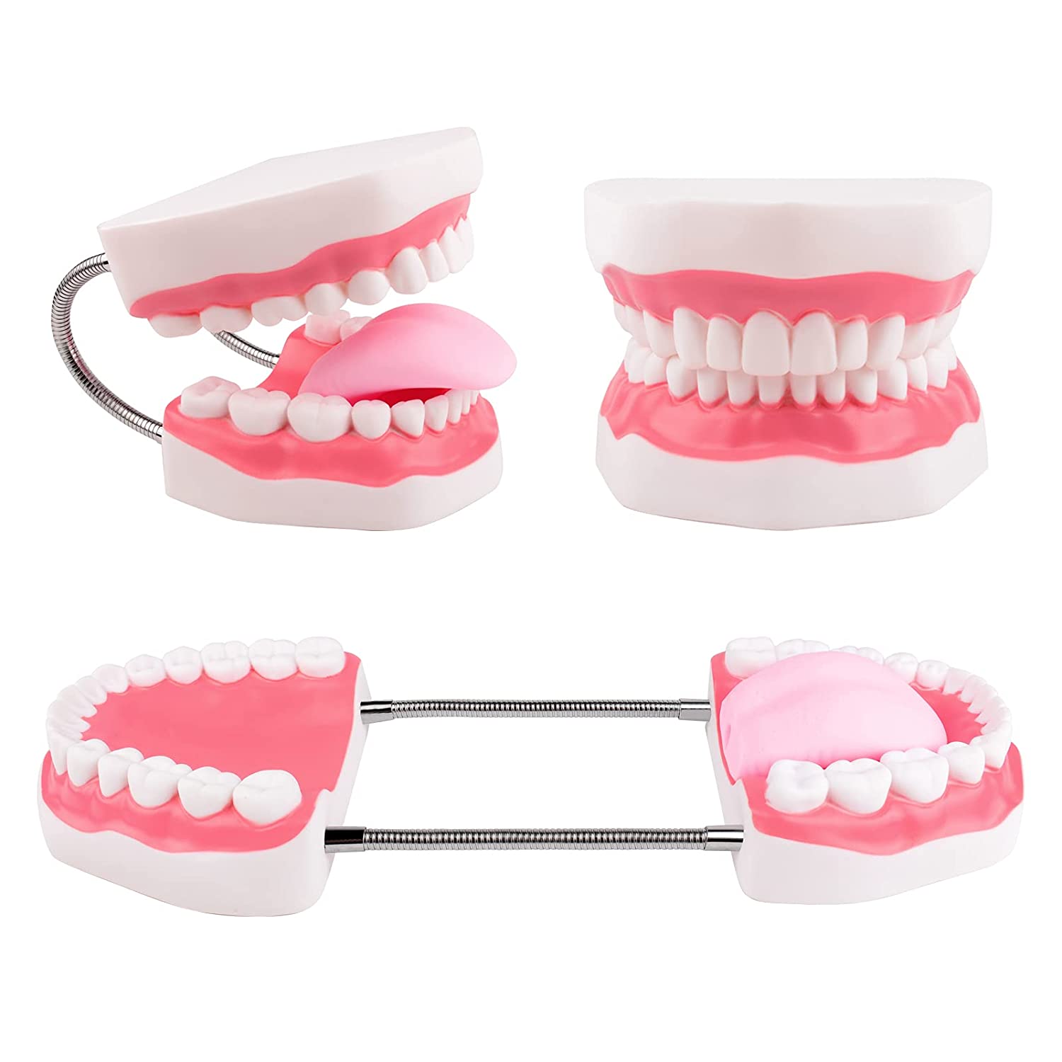 Ultrassist Magnum Dental Model, Enlarged 6 Times Standard Size, for Both Dental and Speech Language