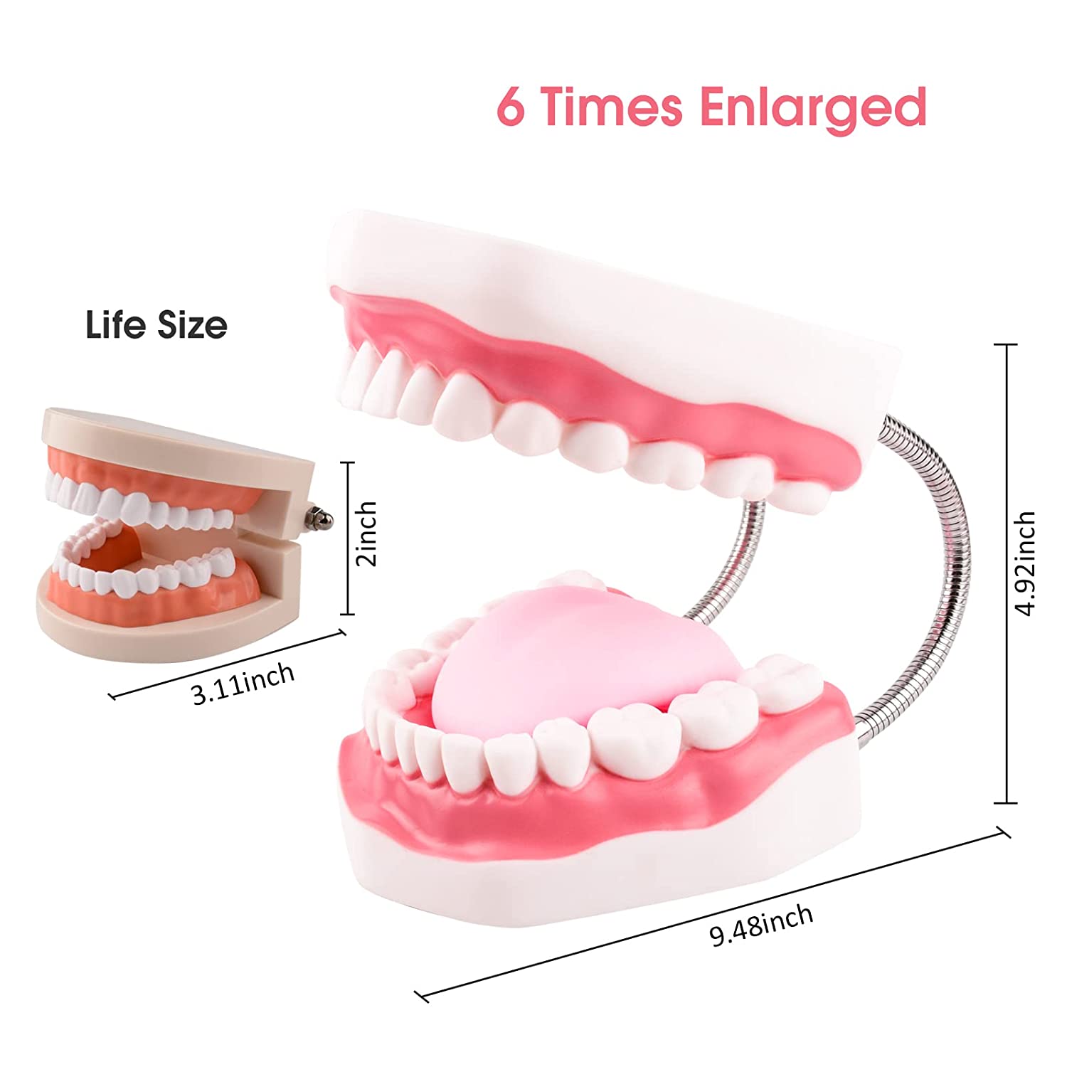 Ultrassist Magnum Dental Model, Enlarged 6 Times Standard Size, for Both Dental and Speech Language