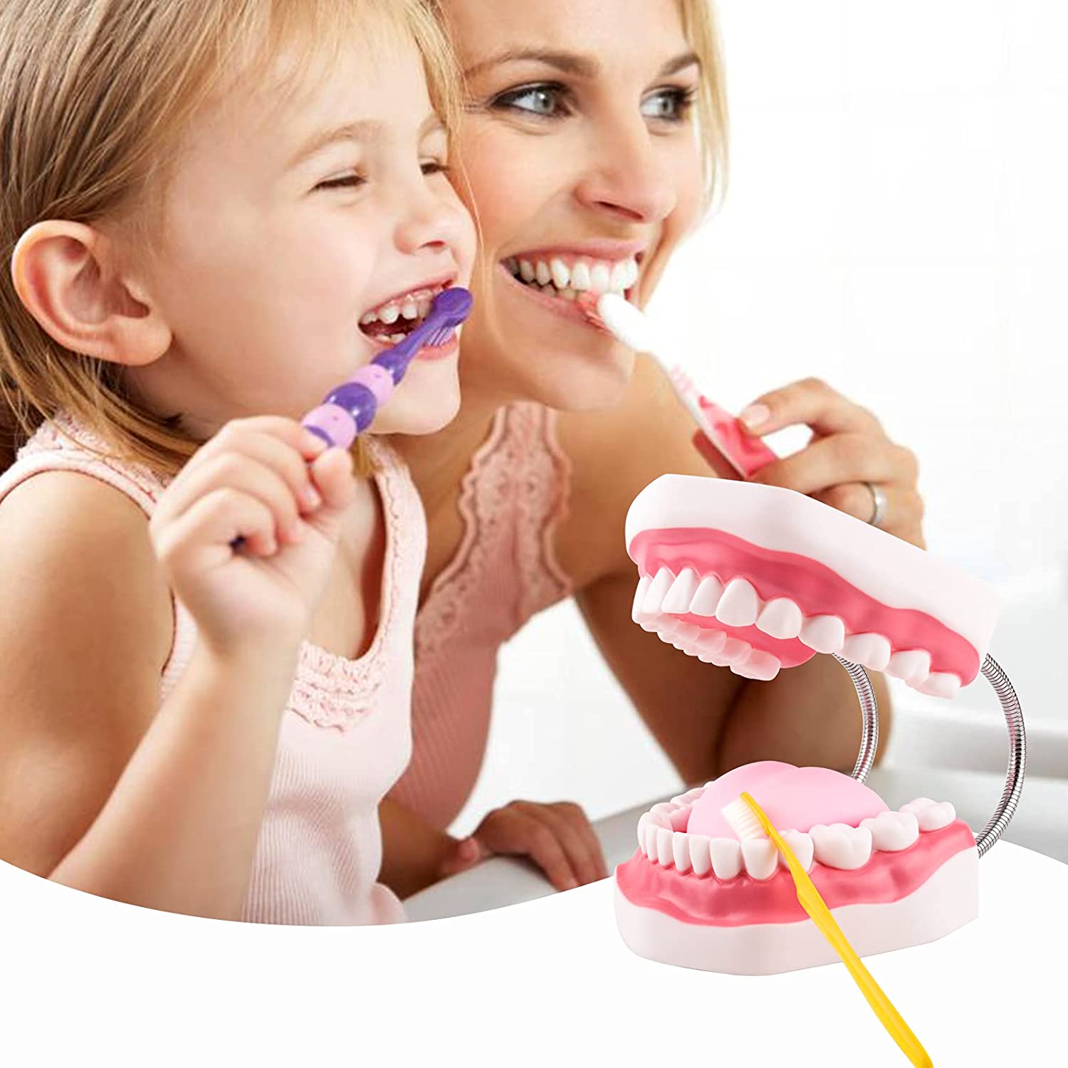Ultrassist Magnum Dental Model, Enlarged 6 Times Standard Size, for Both Dental and Speech Language