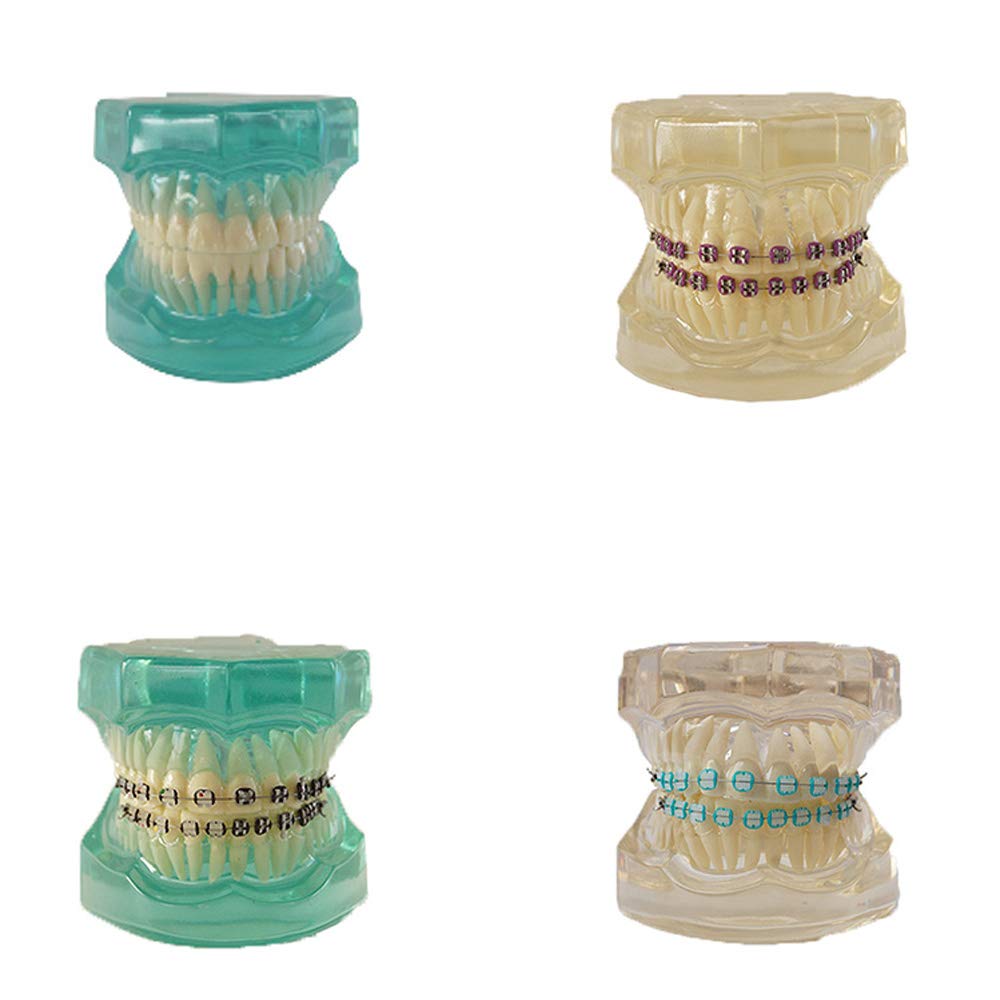 Tooth model standard dentistry children’s dentistry teaching and research supplies adult standard