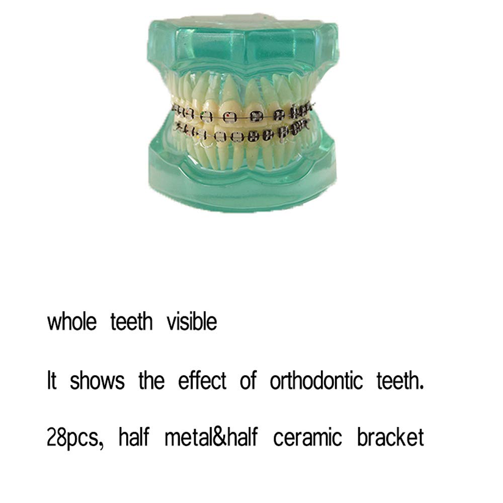 Tooth model standard dentistry children’s dentistry teaching and research supplies adult standard