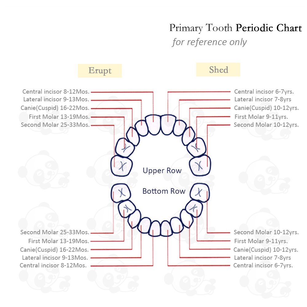 Baby Tooth Fairy Keepsake Box- First Teeth and Curl Keepsake Box | Tooth Boxes Saver & Holders for L