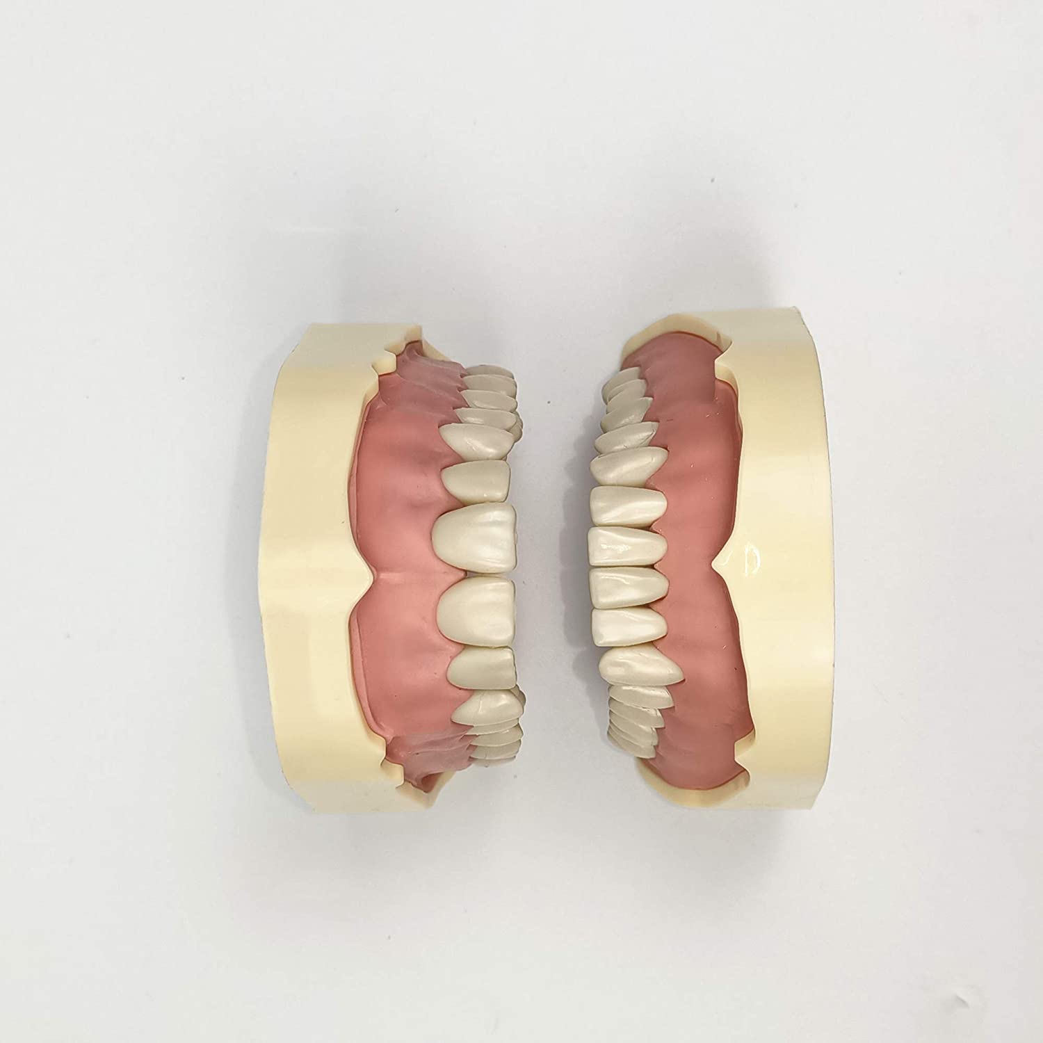 TJIRIS 32pcs dental study adult Standard Typodont Demonstration Teeth Model (32PCS small teeth)