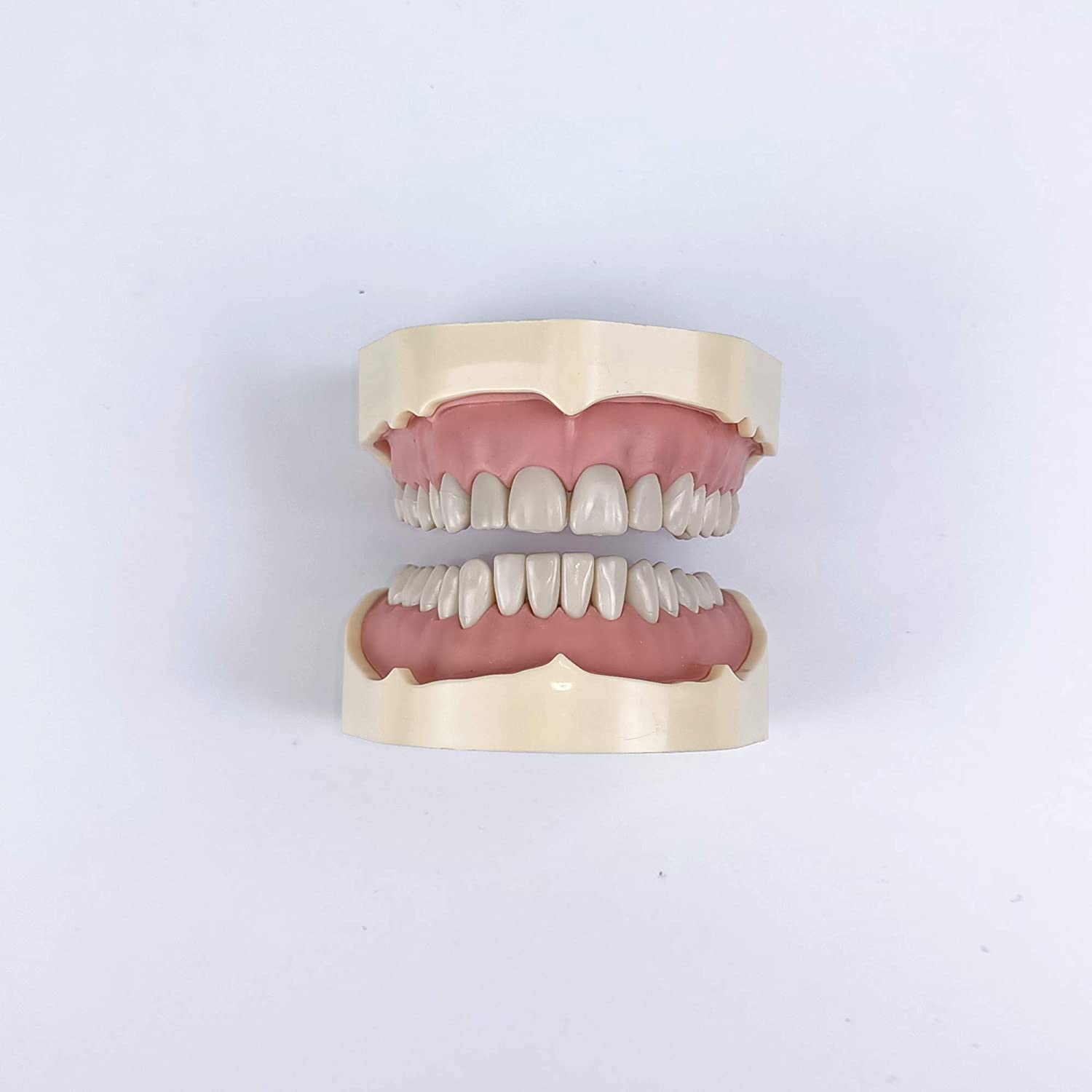 TJIRIS 32pcs dental study adult Standard Typodont Demonstration Teeth Model (32PCS small teeth)