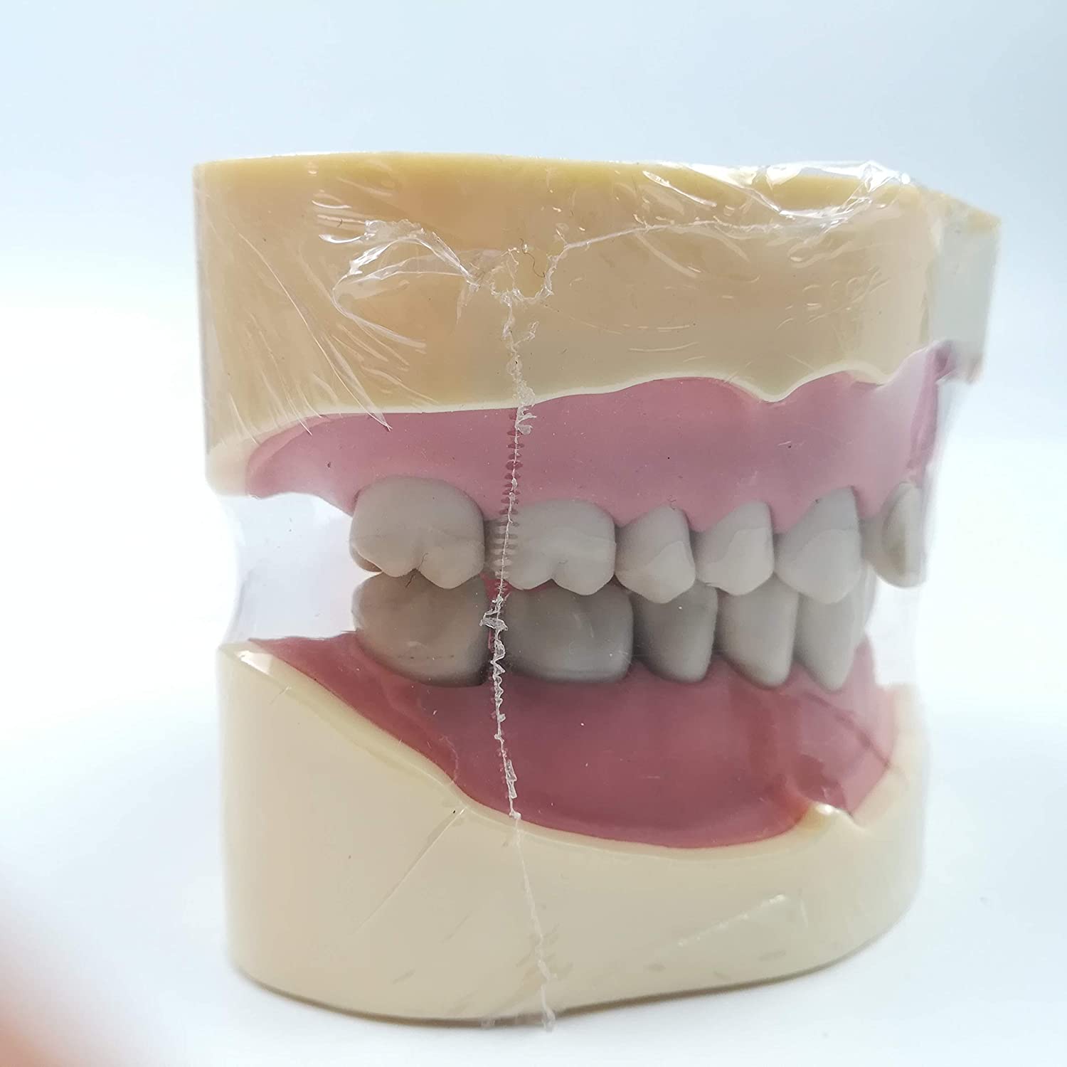 TJIRIS 32pcs dental study adult Standard Typodont Demonstration Teeth Model (32PCS small teeth)