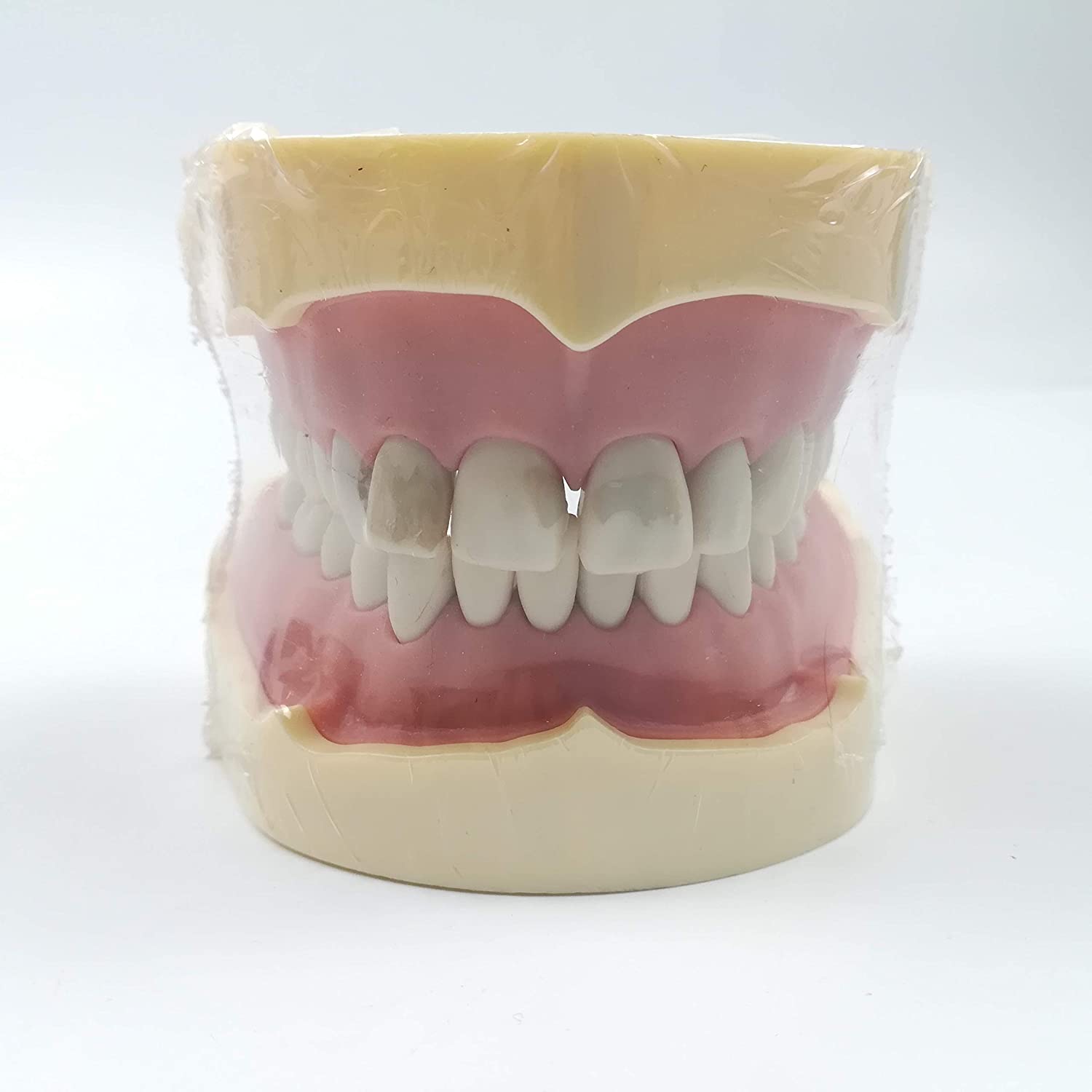 TJIRIS 32pcs dental study adult Standard Typodont Demonstration Teeth Model (32PCS small teeth)