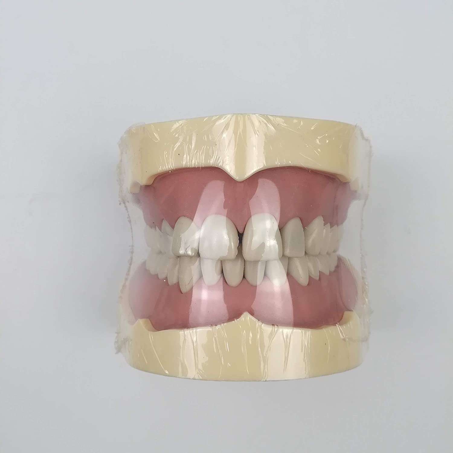 TJIRIS 32pcs dental study adult Standard Typodont Demonstration Teeth Model (32PCS small teeth)