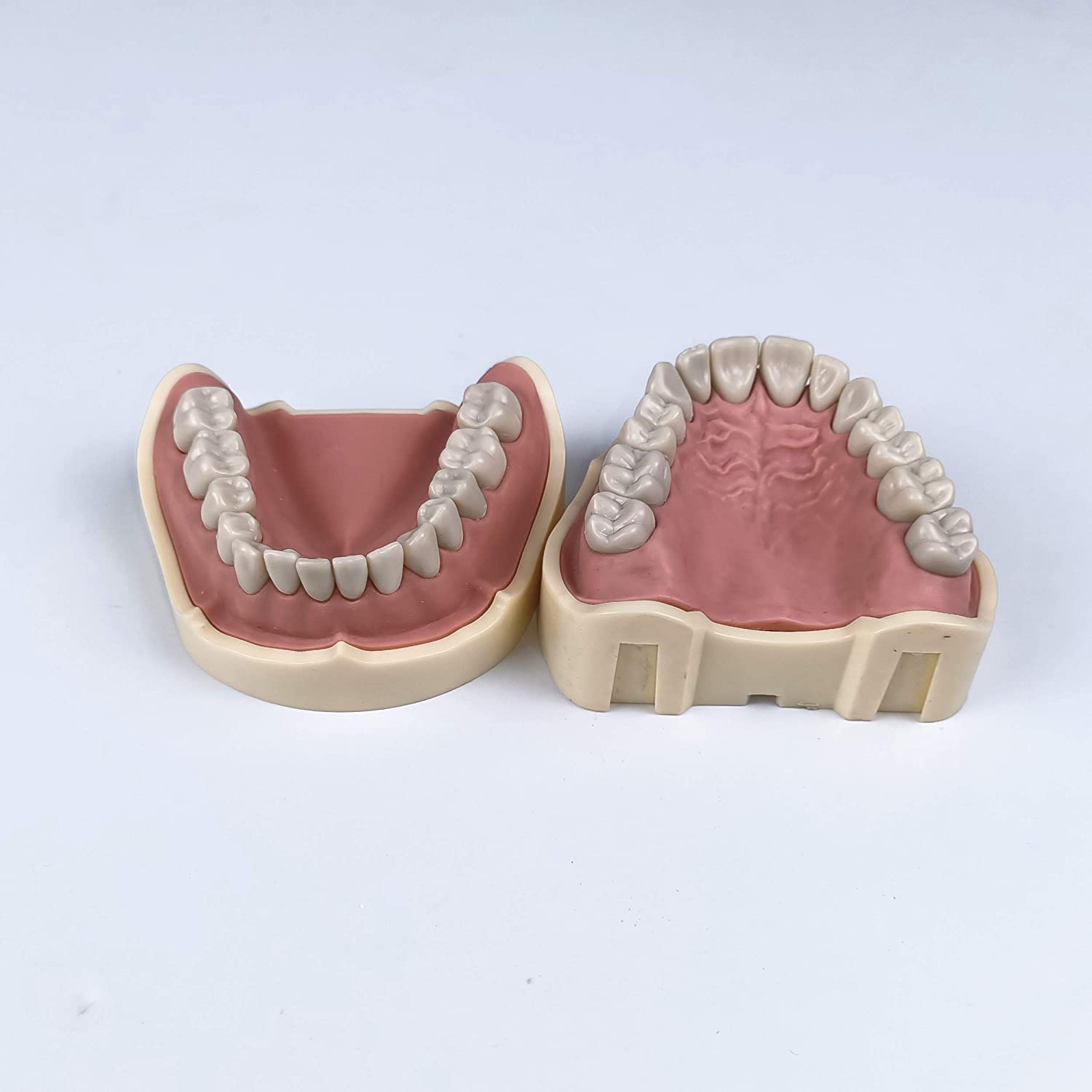 TJIRIS 32pcs dental study adult Standard Typodont Demonstration Teeth Model (32PCS small teeth)
