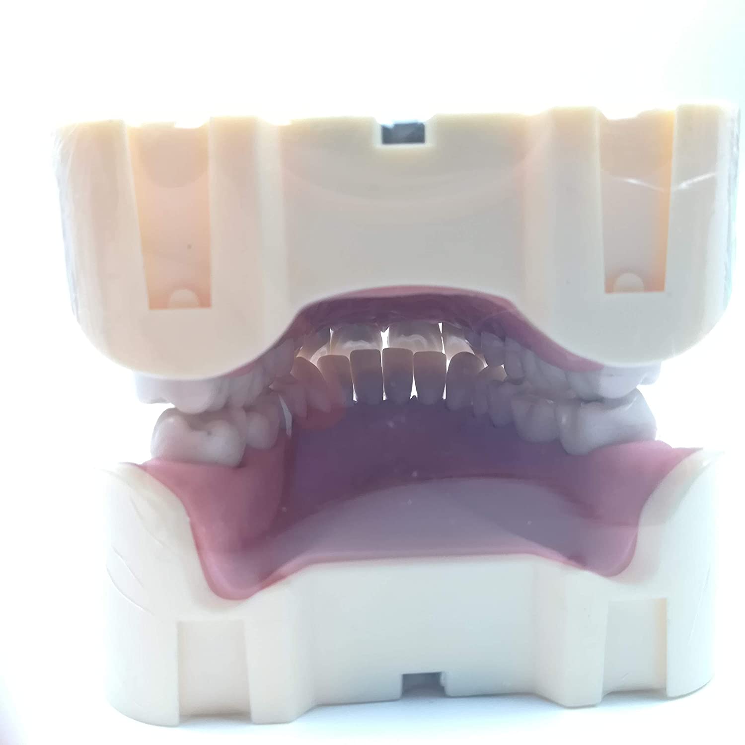 TJIRIS 32pcs dental study adult Standard Typodont Demonstration Teeth Model (32PCS small teeth)