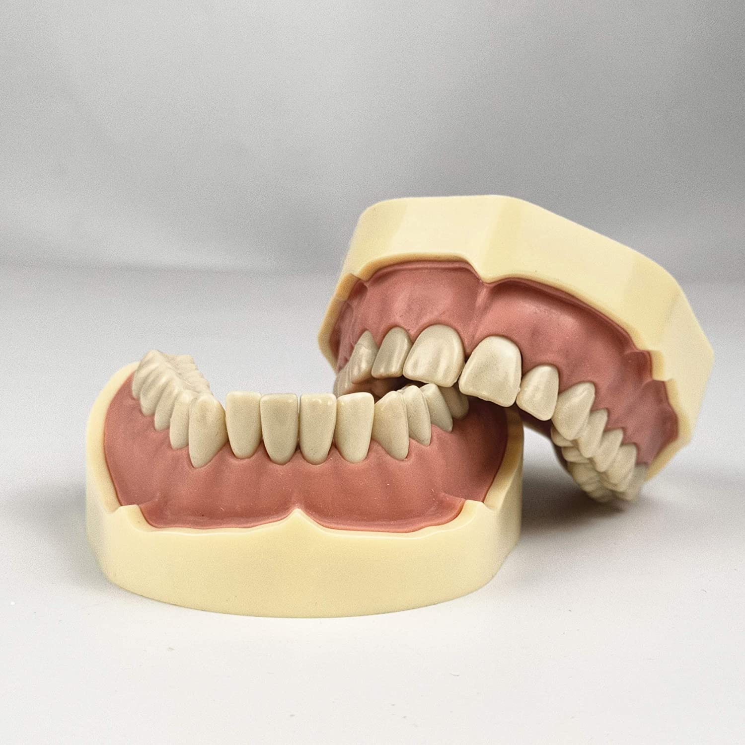 TJIRIS 32pcs dental study adult Standard Typodont Demonstration Teeth Model (32PCS small teeth)