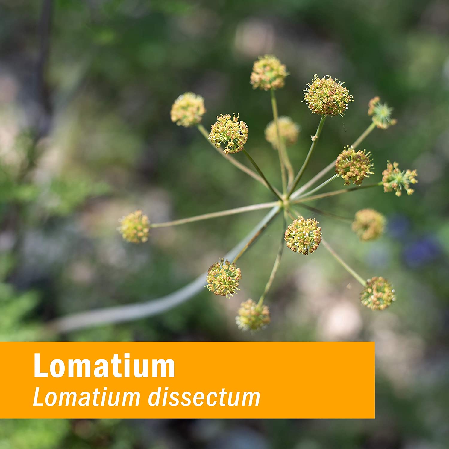 HERB PHARM LomatIUm Extract, 1 FZ