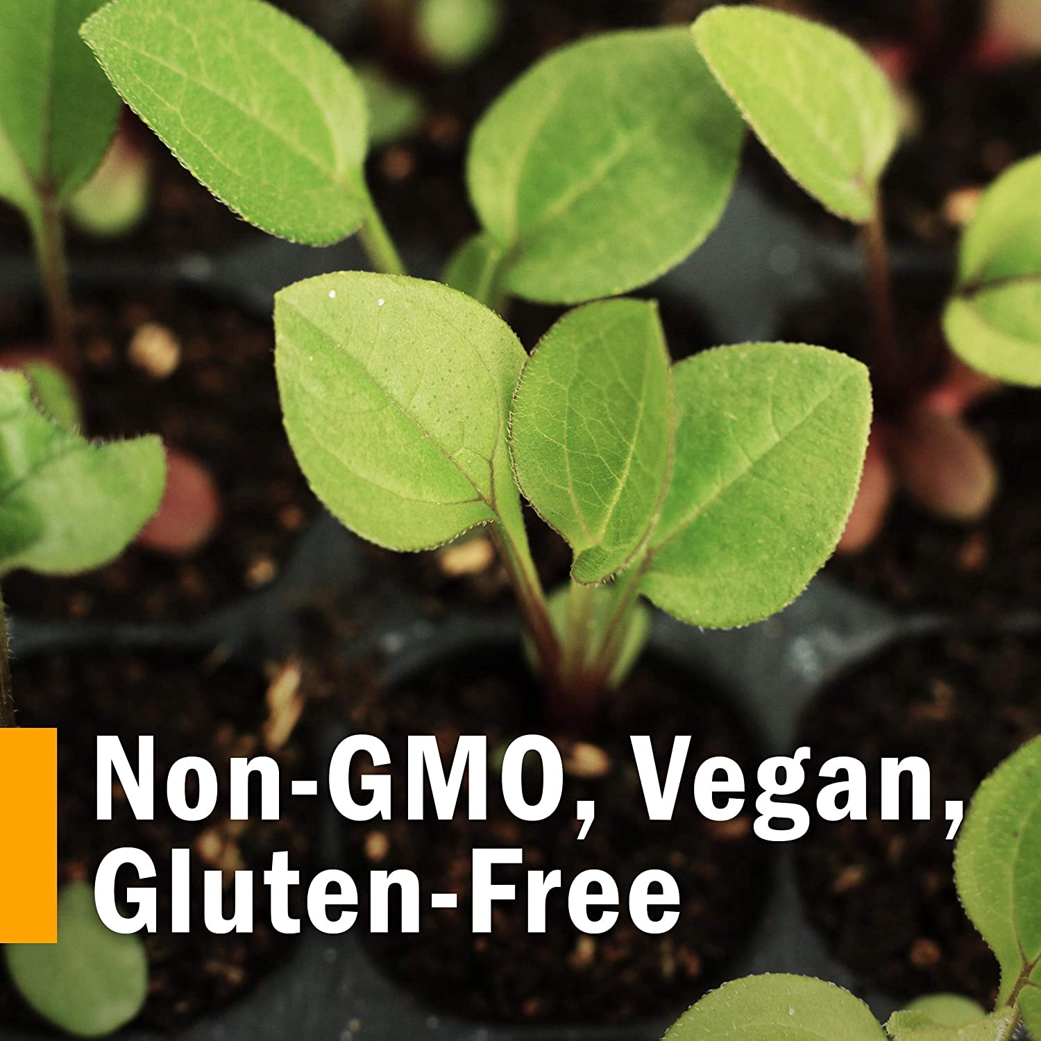 HERB PHARM LomatIUm Extract, 1 FZ