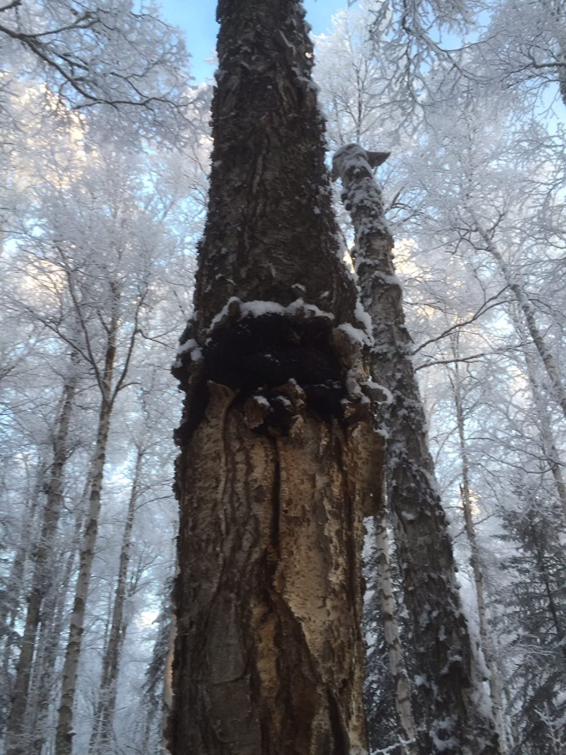 Naturealm Chaga Mushroom Extract - Liquid Drops - Potent Dual Extraction Tincture - Wild-Harvested i