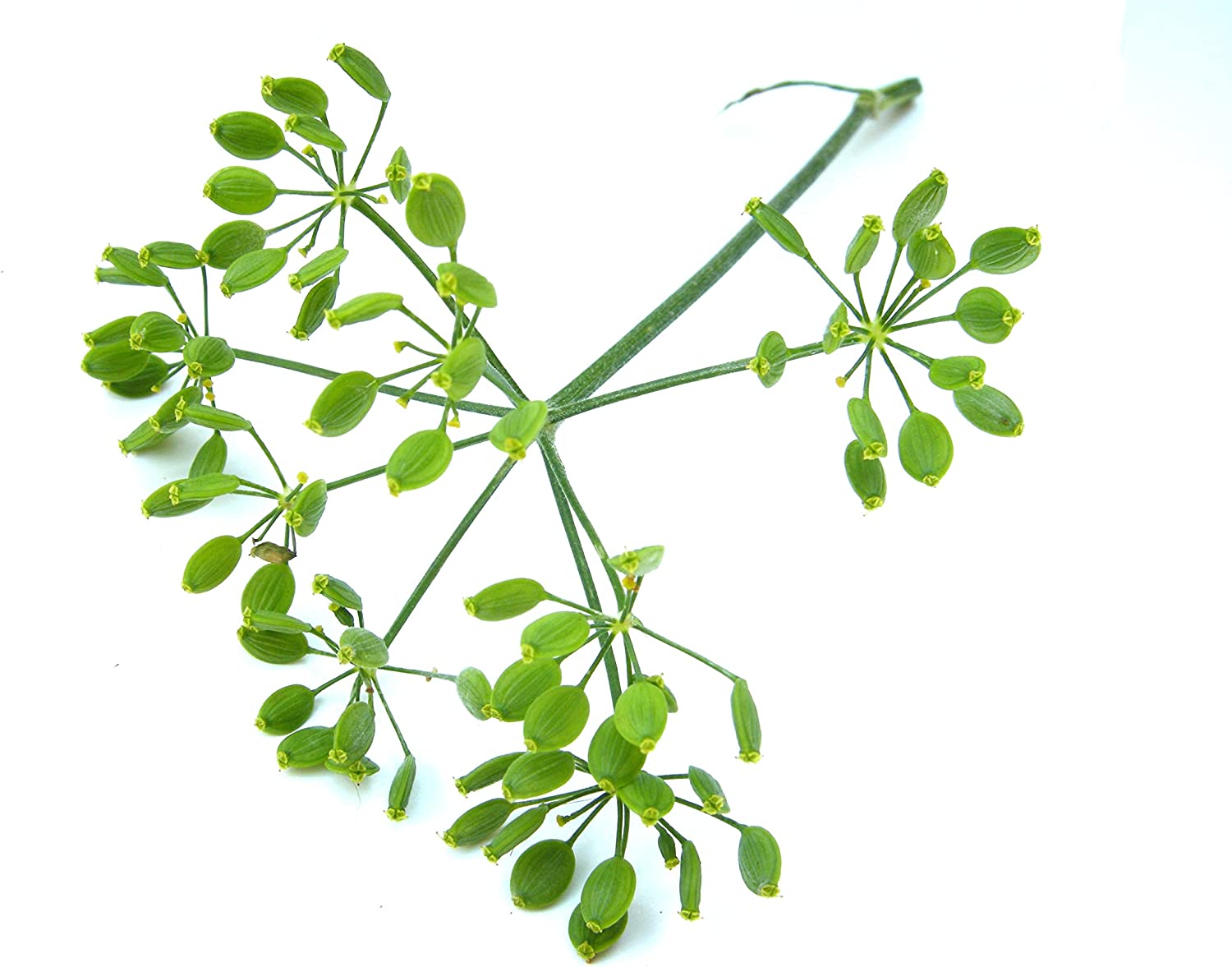 Dr. Chase Kolik Gripe Water Alcohol-Free - Baby’s Colic Relief - Gripe Water for Babies - Baby Gas