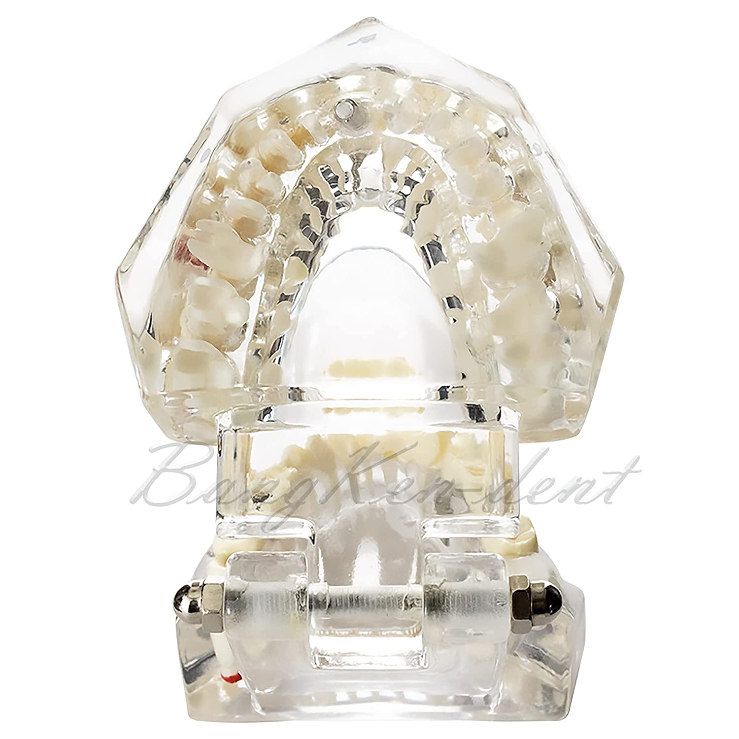 Dental Teeth Model Implant Model Teach Study Demo Tooth Analysis Demonstration Teeth Restoration 200